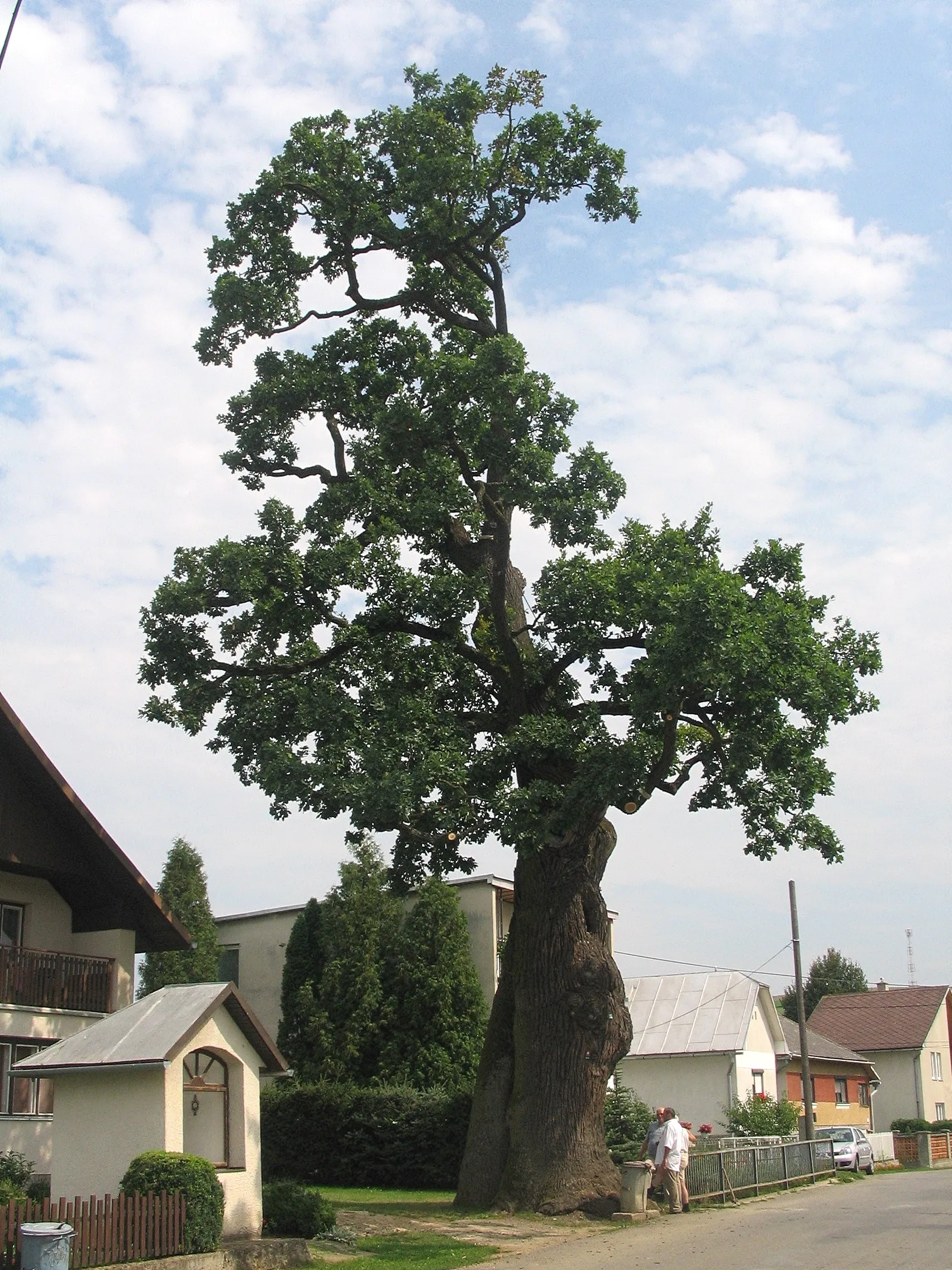 Photo showing: Stieleiche (Quercus robur) in Dubinné, Slowakei