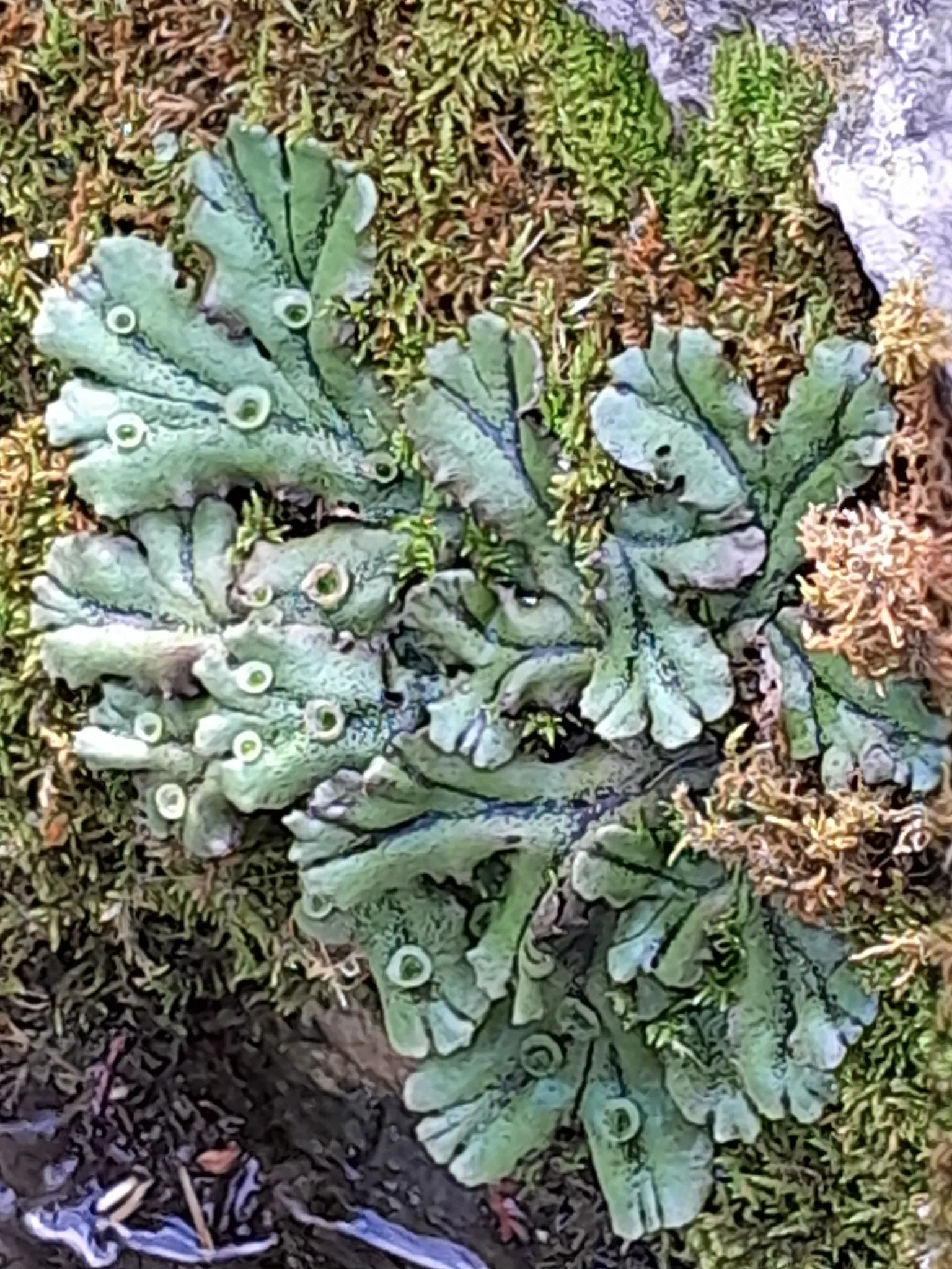 Photo showing: Marchantia polymorpha ssp. polymorpha. Subspecies of plant.