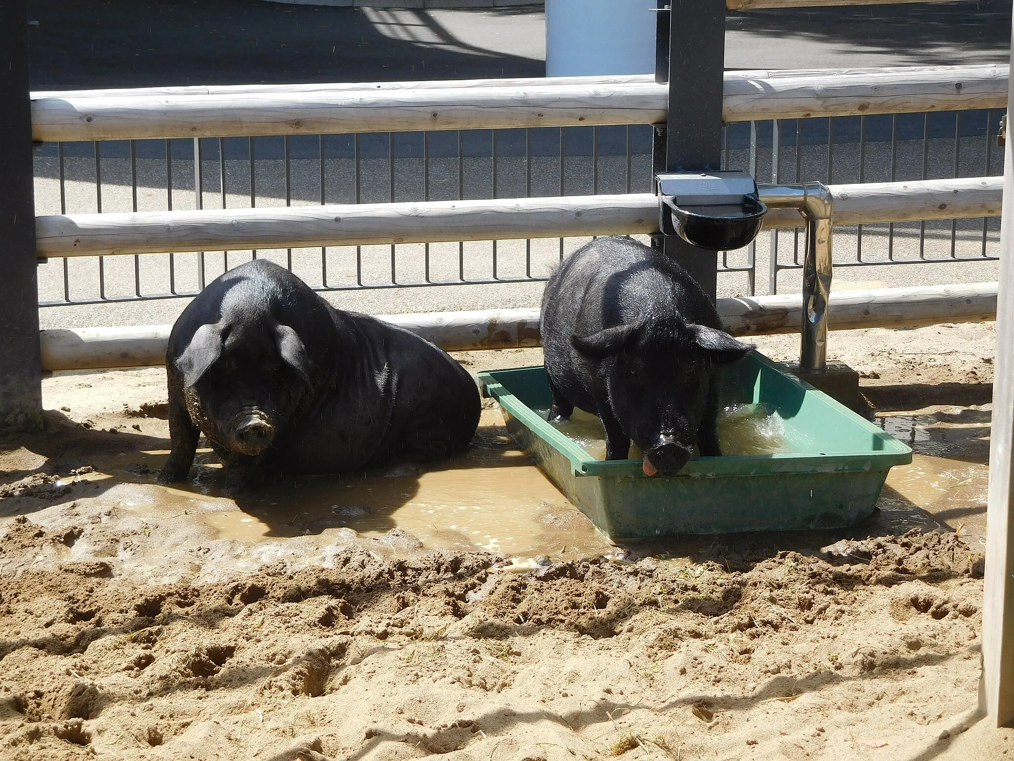Photo showing: Okinawan pig "agu" at Ueno Zoo in Tokyo, Japan. Because it is high temperature, they are bathing.