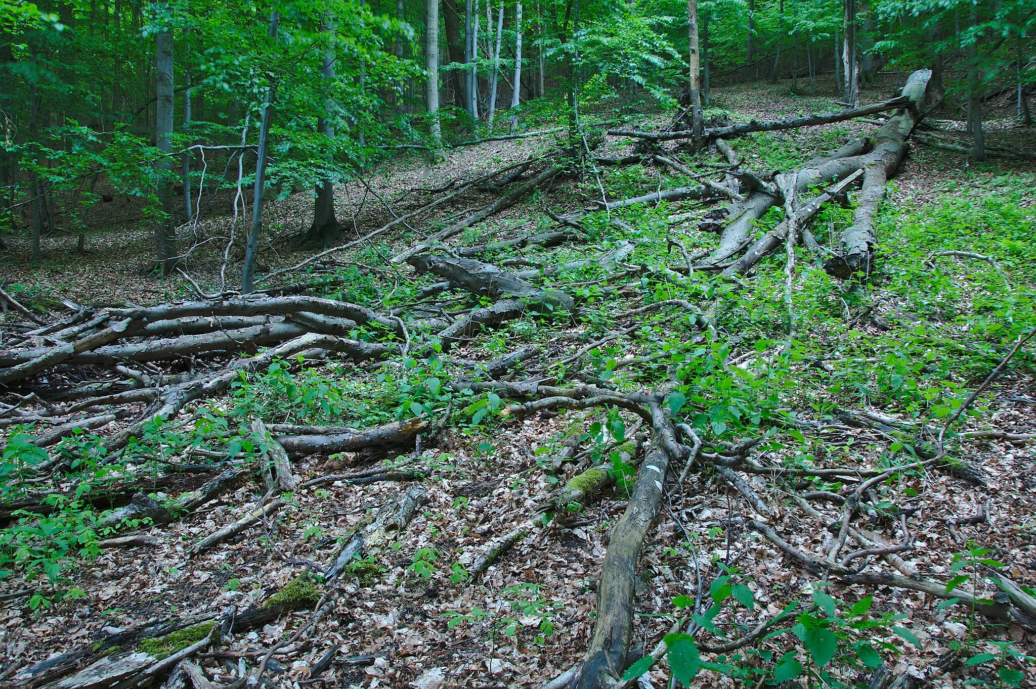 Photo showing: Přírodní památka Chladný vrch, okres Zlín