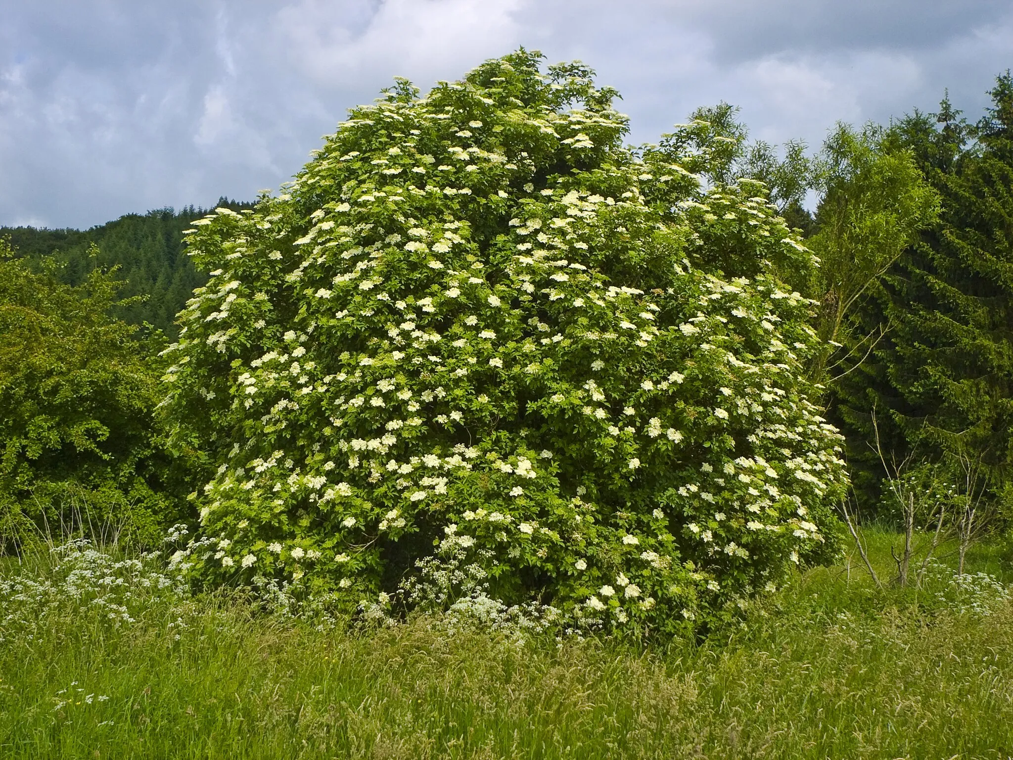 Photo showing: Black Elder (Sambucus nigra) in the Burgwald Mountains near Wetter-Unterrosphe, Hesse, Germany