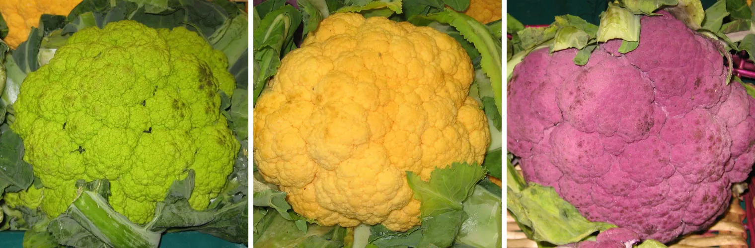 Photo showing: Green, yellow and purple cauliflower in the shop window of a fruit and vegetable market