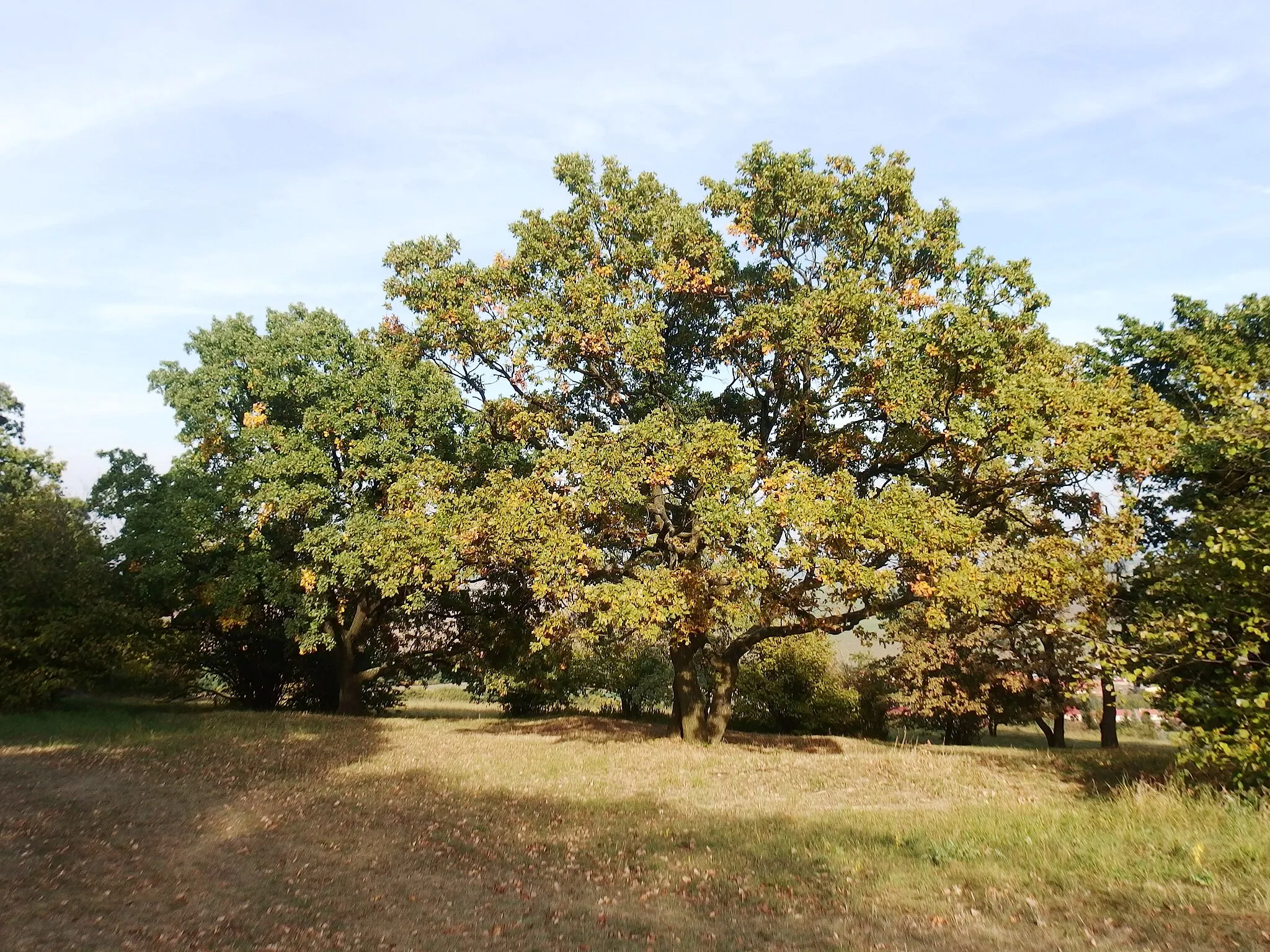 Photo showing: Strážnice, Hodonín District, Czech Republic. Natural monument Žerotín.