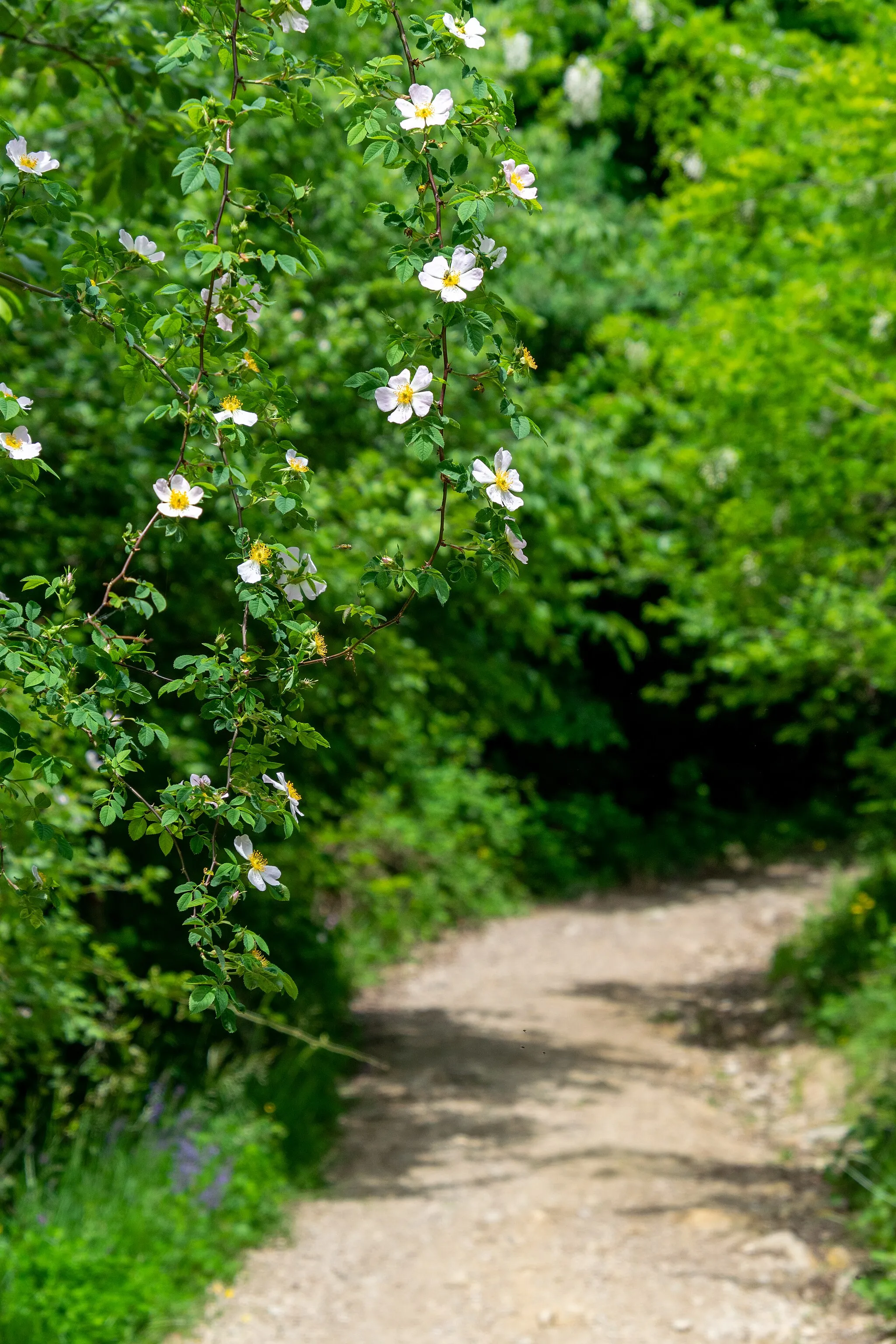Photo showing: Cvetlična pot