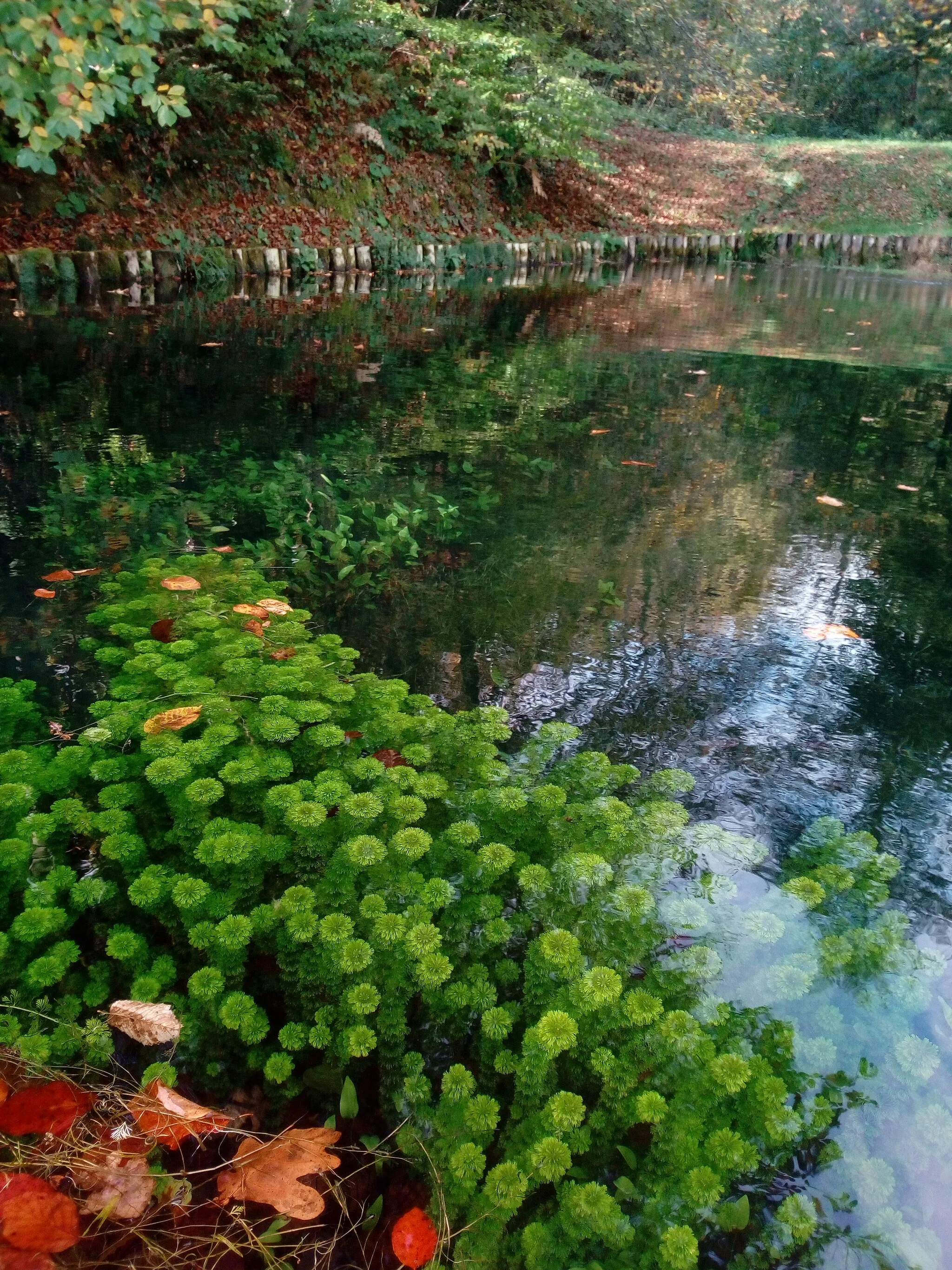 Photo showing: Detta anche "peste d'acqua"