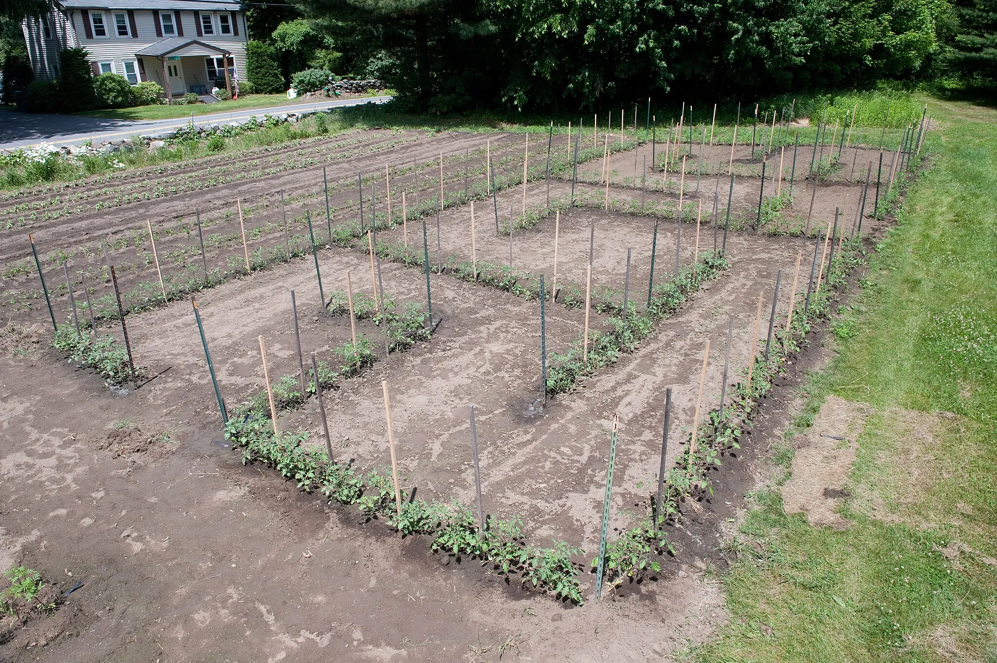 Photo showing: This year the maze is in a new place, the flower garden (Field 1). It's larger than last year, but only has 19 different varieties, although I suspect a couple of them are the same variety with different names.