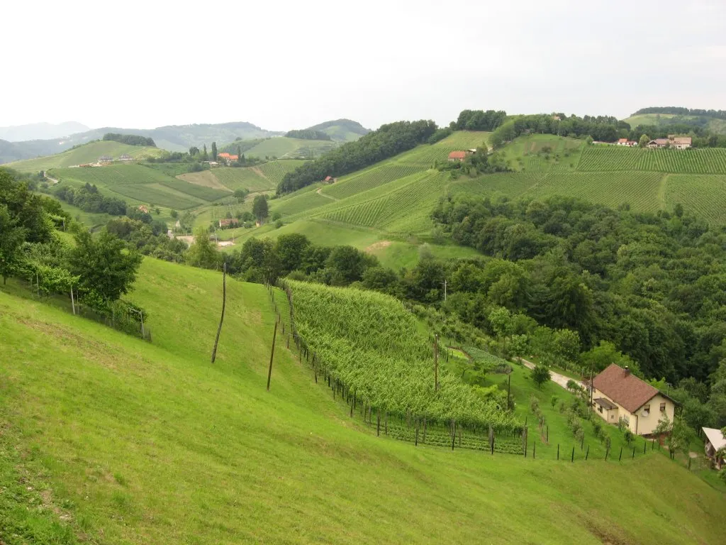 Photo showing: Vineyards