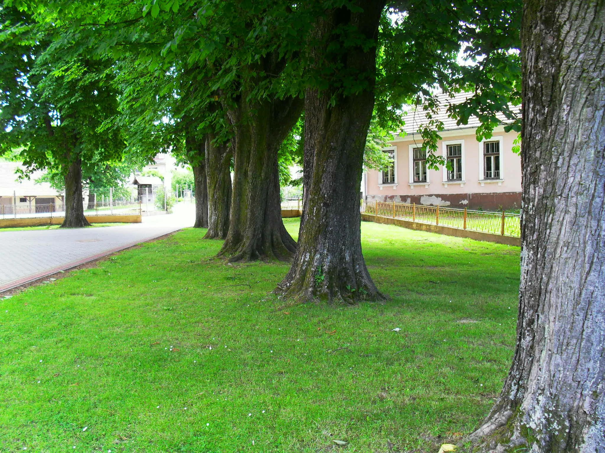 Photo showing: Old chestnuts near the Church of St. Mark in Selnica, Međimurje Croatia
