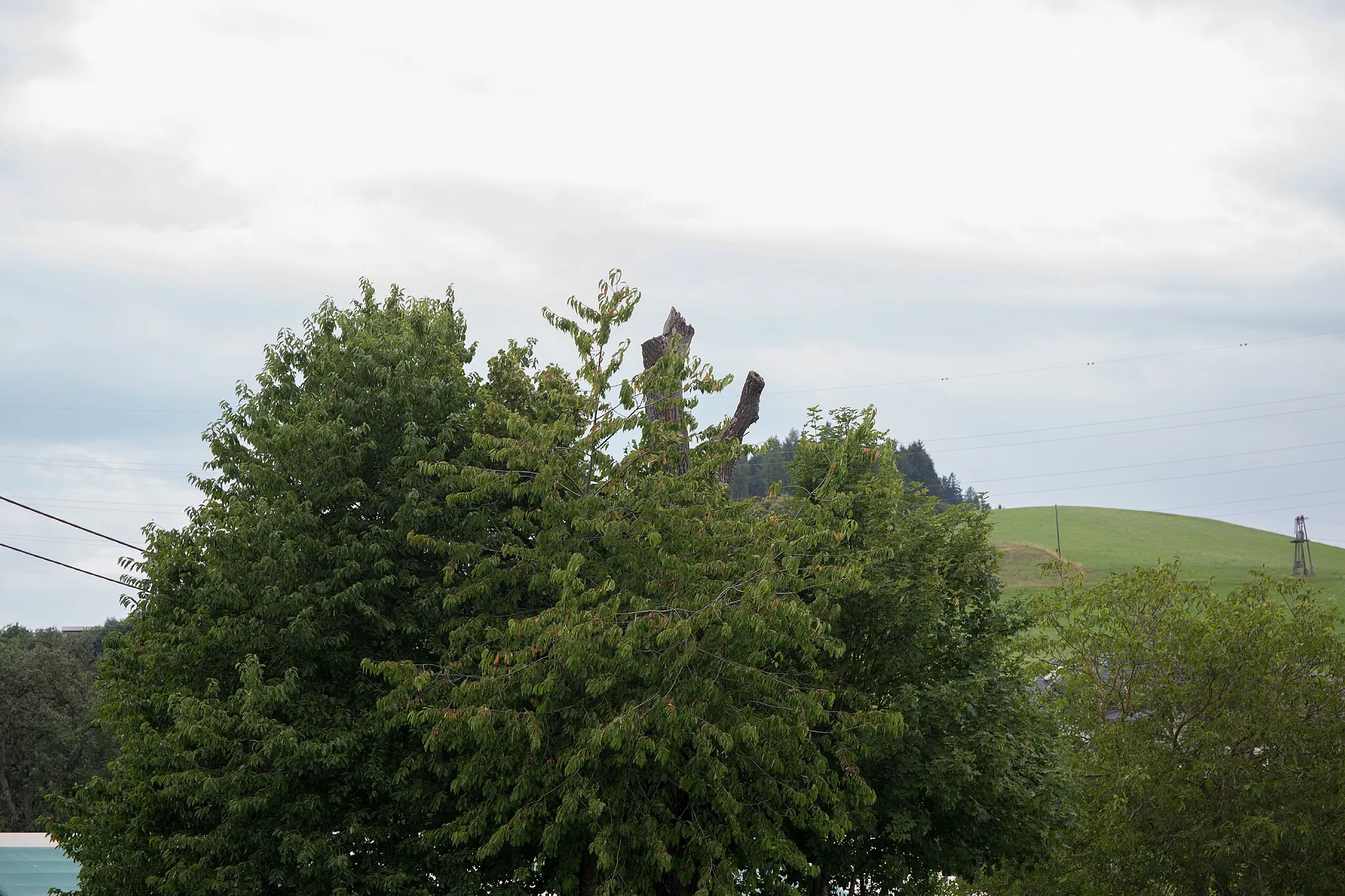 Photo showing: This media shows the natural monument in Carinthia  with the ID Vö 04.