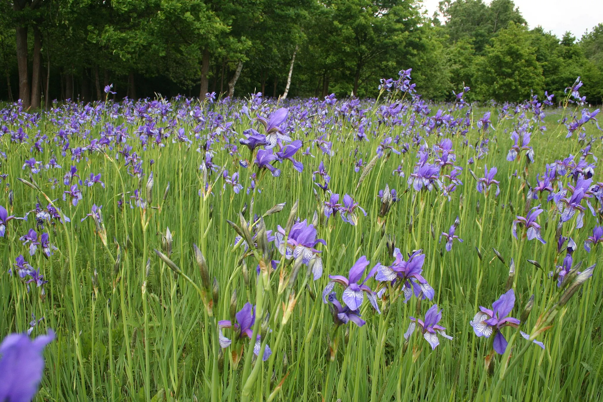 Photo showing: Natural reserve Iris sibirica near Turnišče/Slovenia
