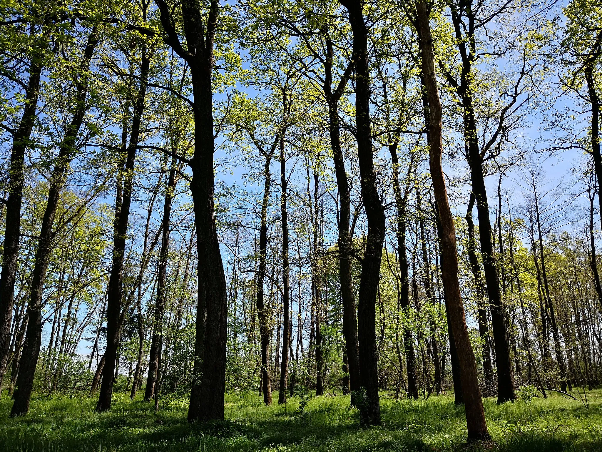 Photo showing: Barvna fotografija dreves ob jasi.