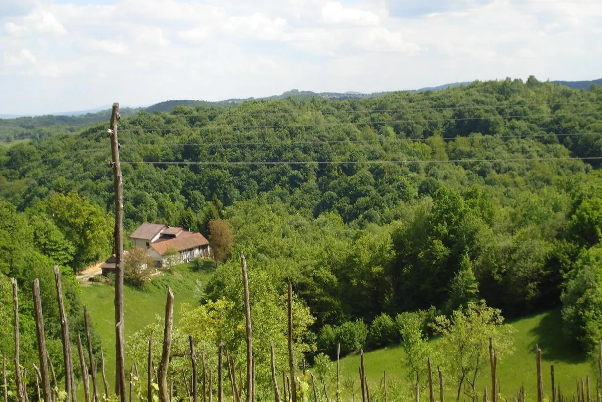 Photo showing: Tomašnica - Pogled s Pavlić Brda na šumu Lazina