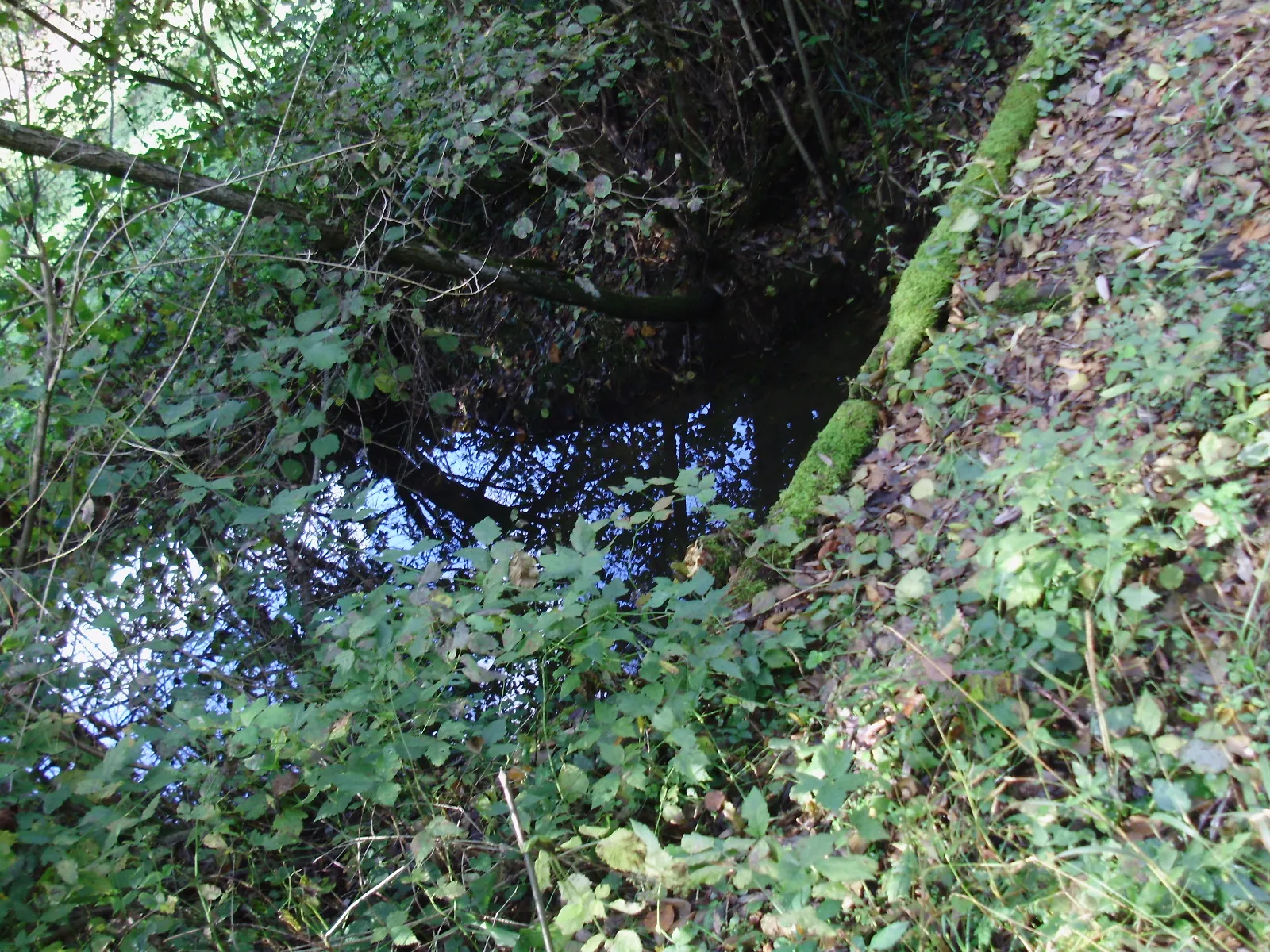 Photo showing: Tomašnica - Potok kod Kamenika