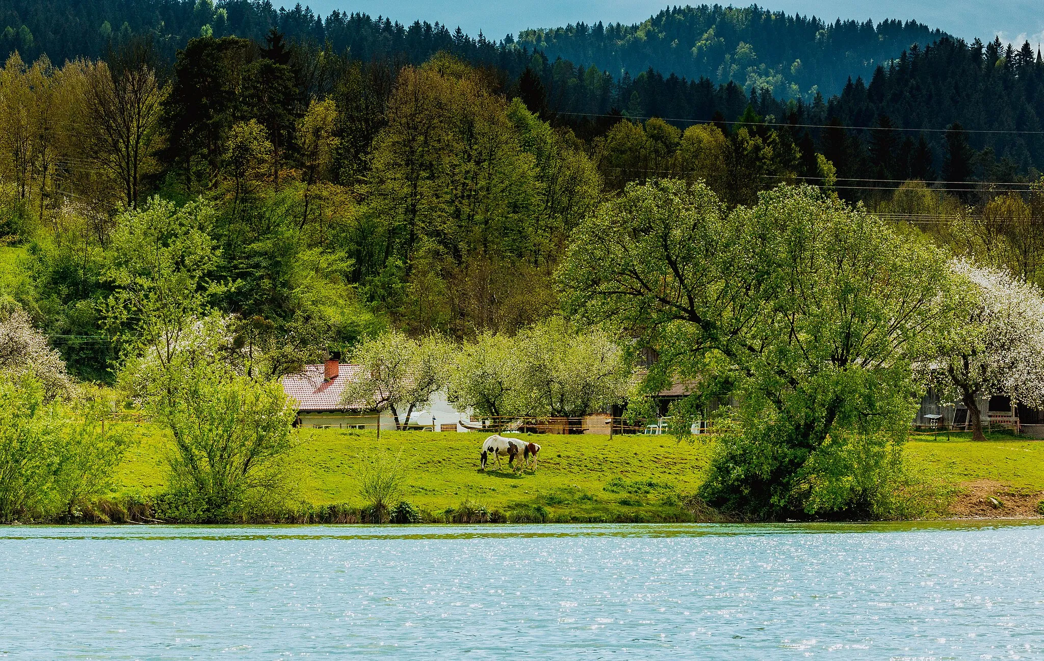 Photo showing: Drava river