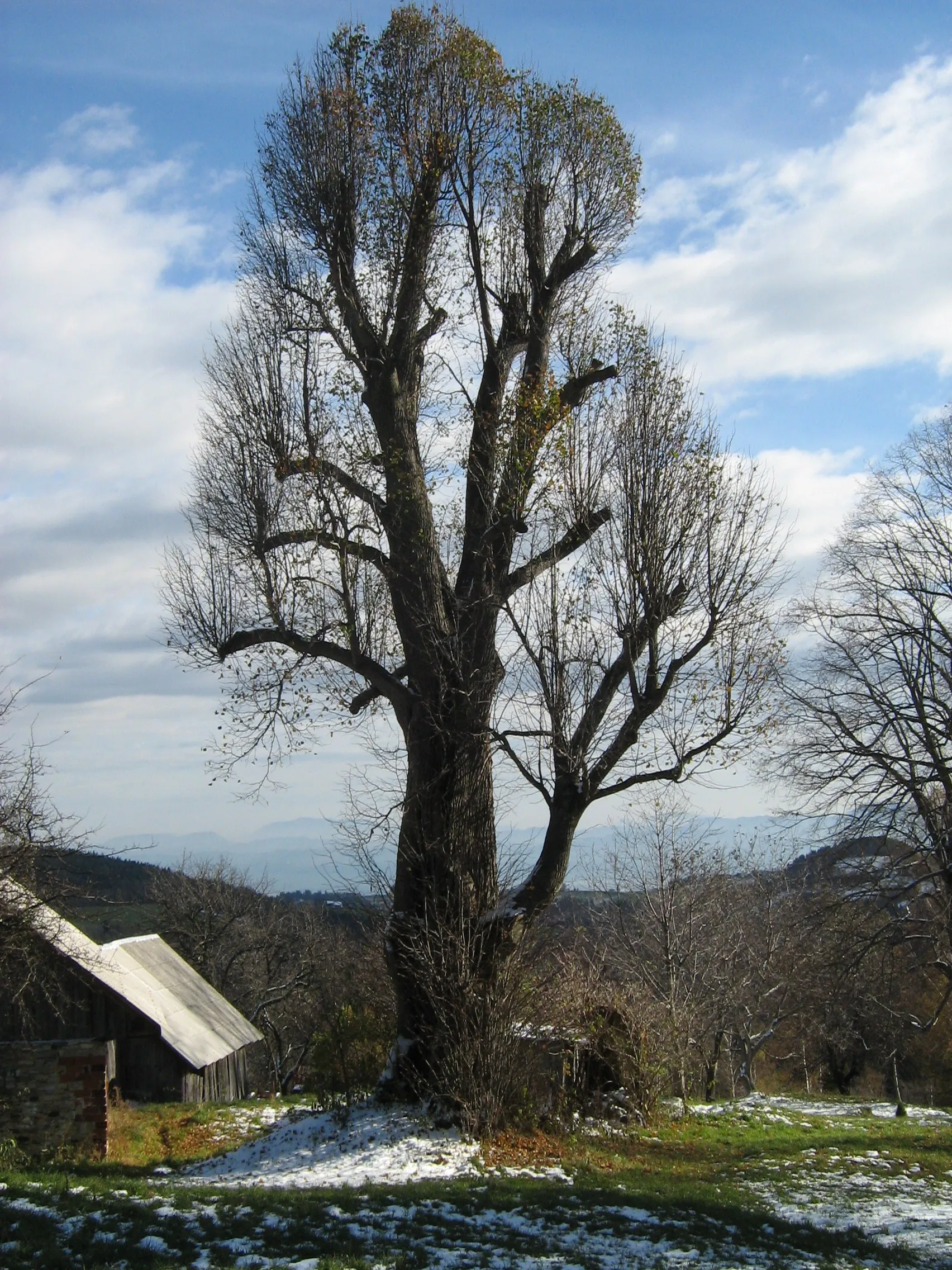Photo showing: Termotova lipa v Bojtini