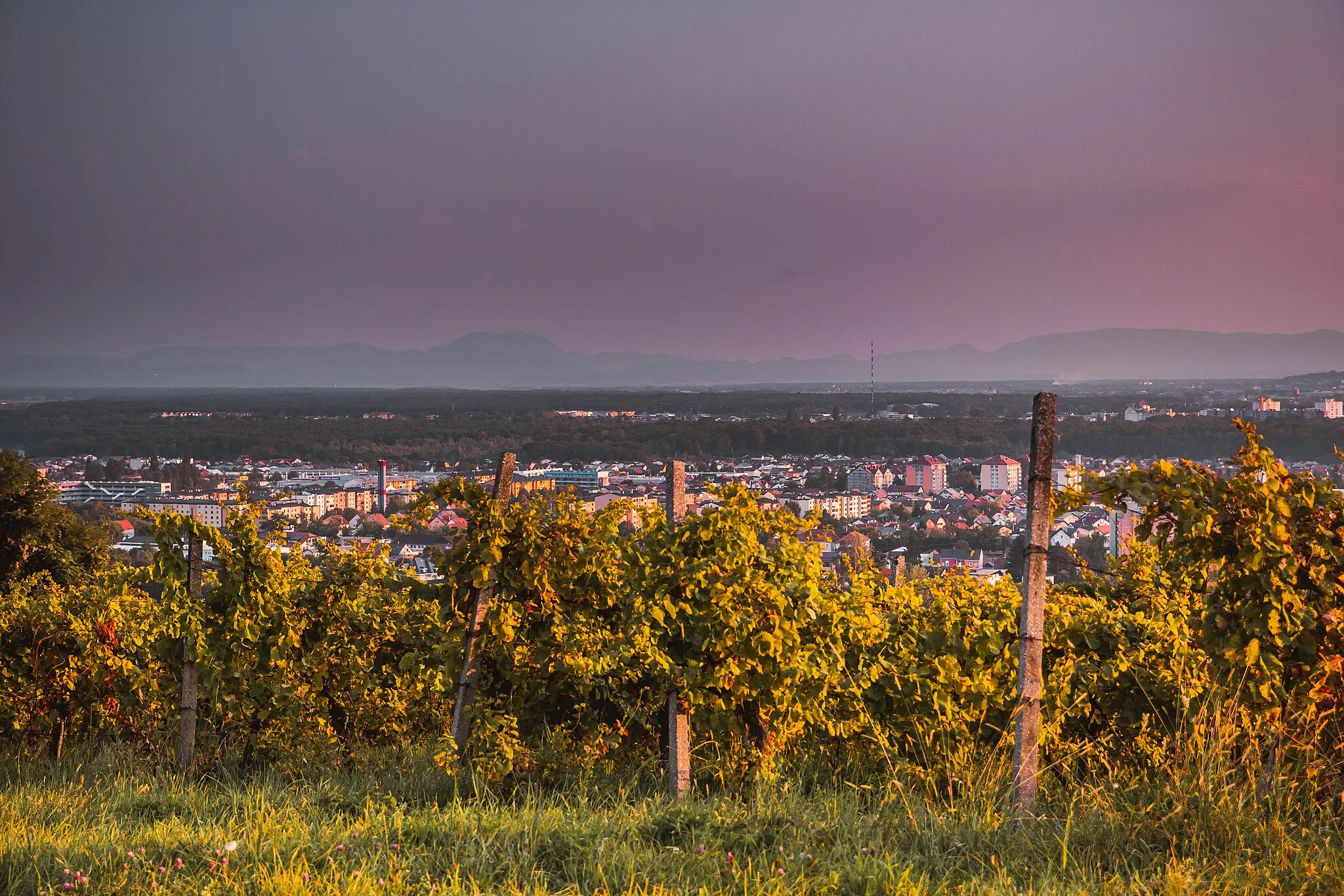 Photo showing: Vineyards in Maribor