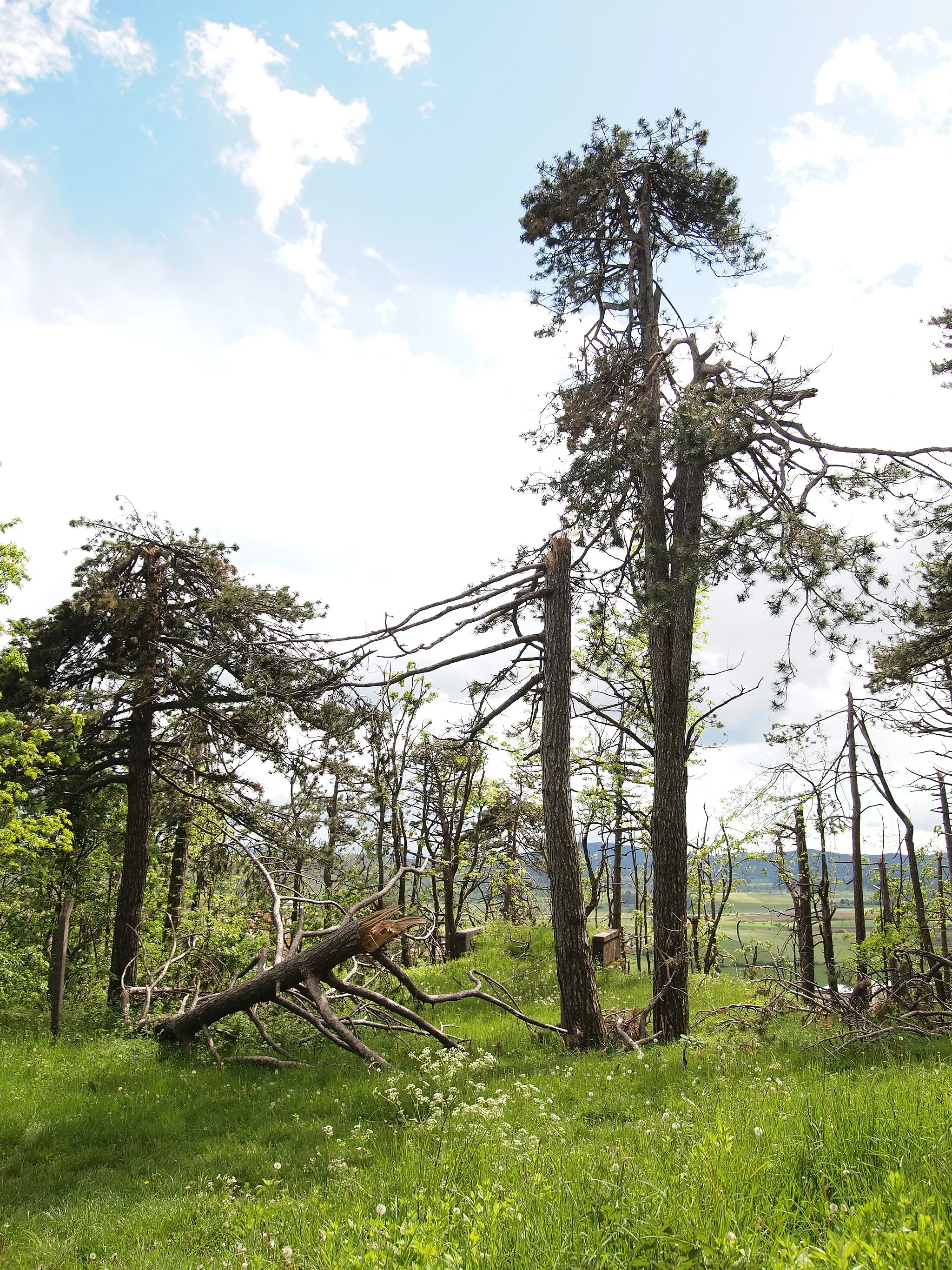 Photo showing: Broken trees in Postojna.