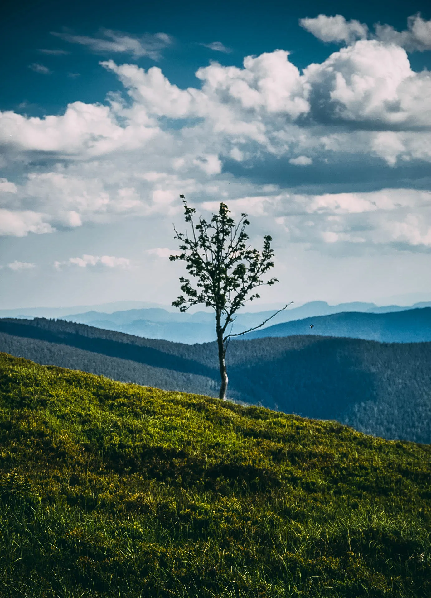 Photo showing: Lonely tree