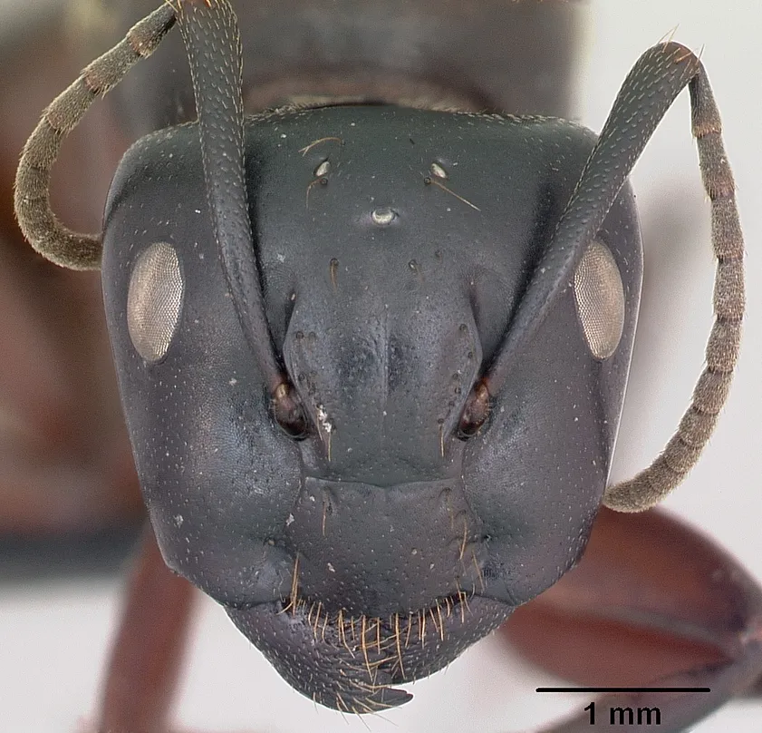 Photo showing: Head view of ant Camponotus ligniperda specimen casent0173174.