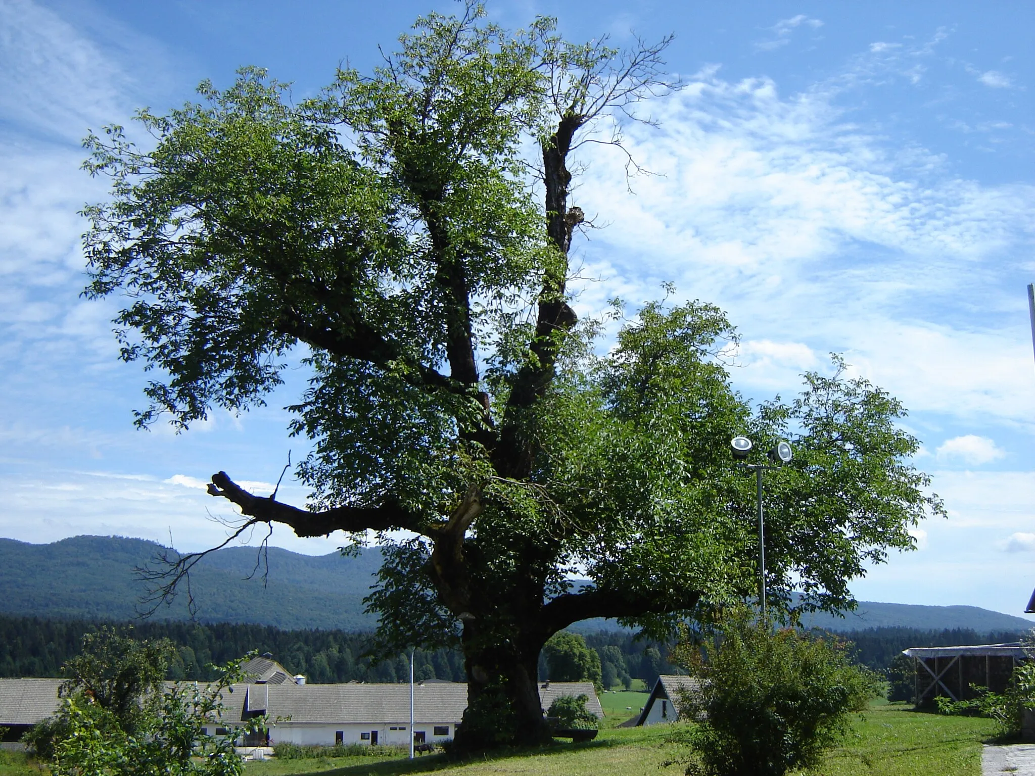 Photo showing: The largest walnut in Slovenija (in village Kočevska Reka).