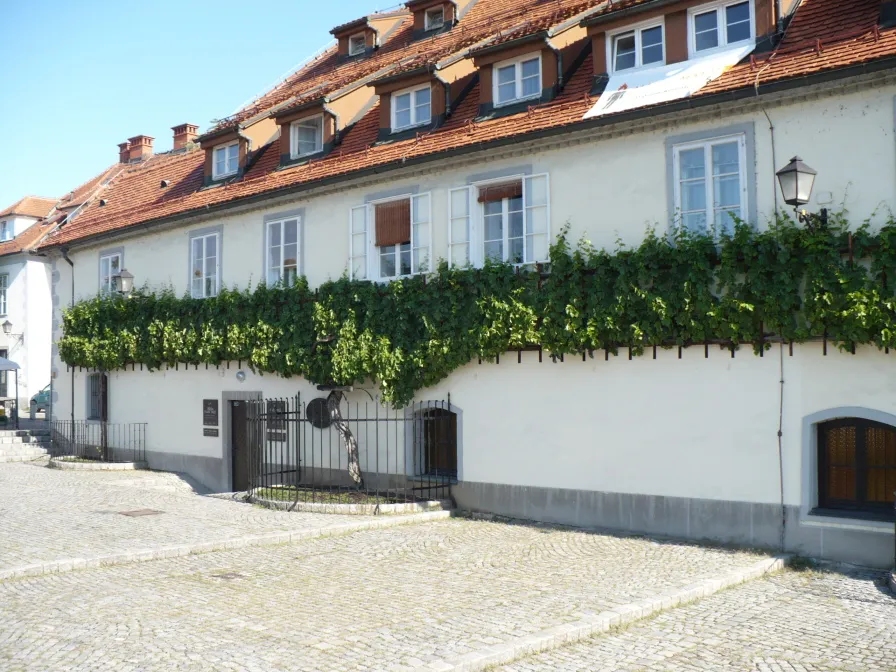 Photo showing: Old vine en Maribor