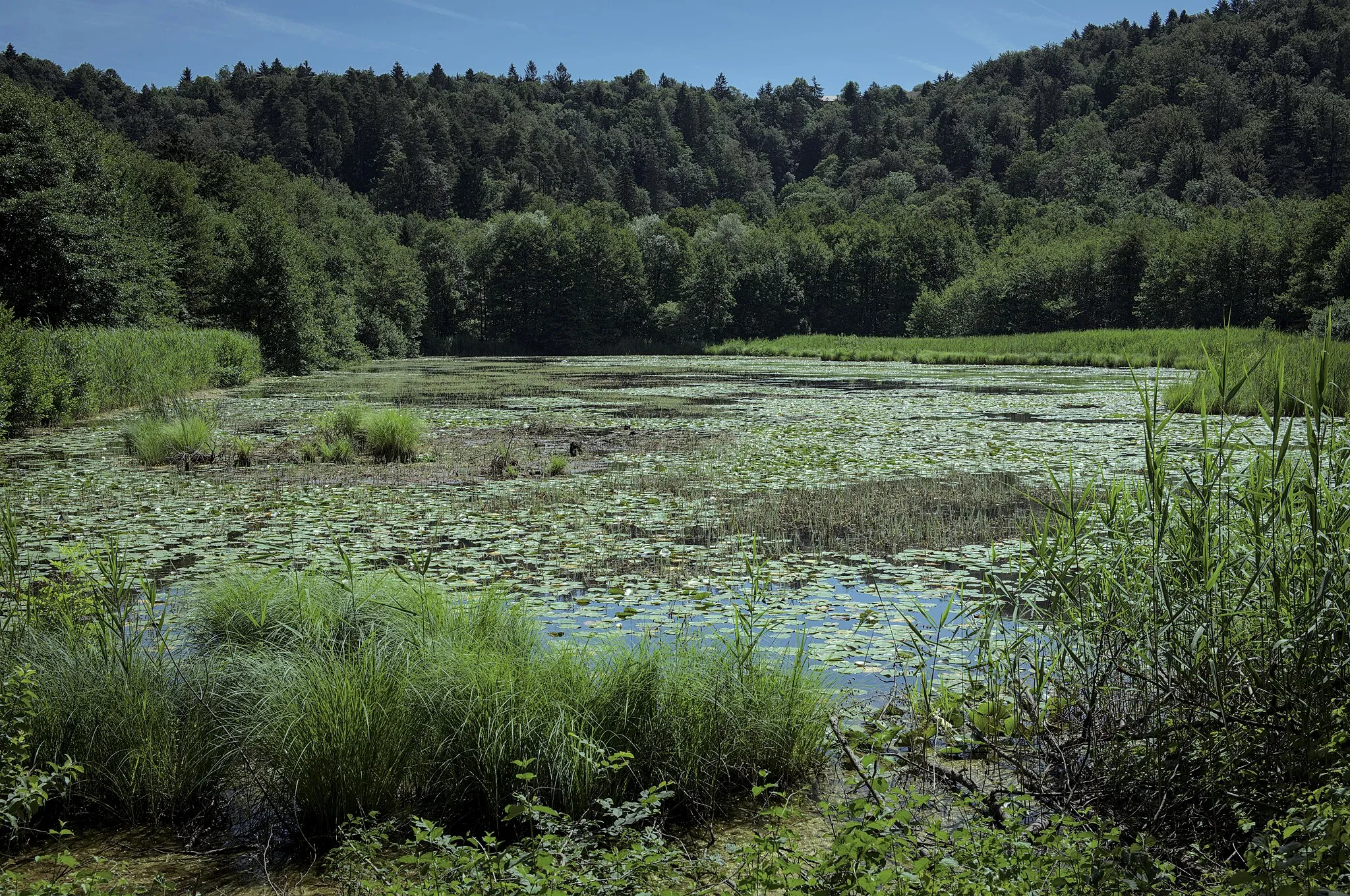 Photo showing: Srednji ribnik is the second biggest pond among Draga Valley Ponds