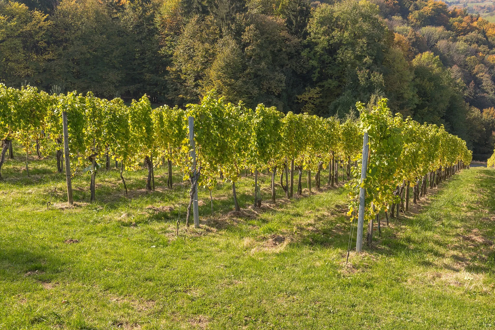 Photo showing: Eastern view of Sernau vineyards, Gamlitz, district Leibnitz, Styria, Austria, EU