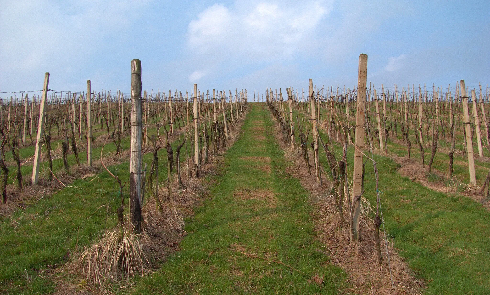 Photo showing: Vinograd v Hrastju