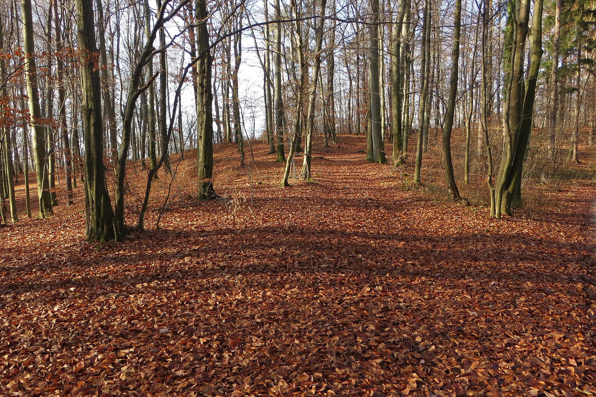 Photo showing: The Boršt Woods in Krčevina pri Vurbergu, Municipality of Ptuj, Slovenia