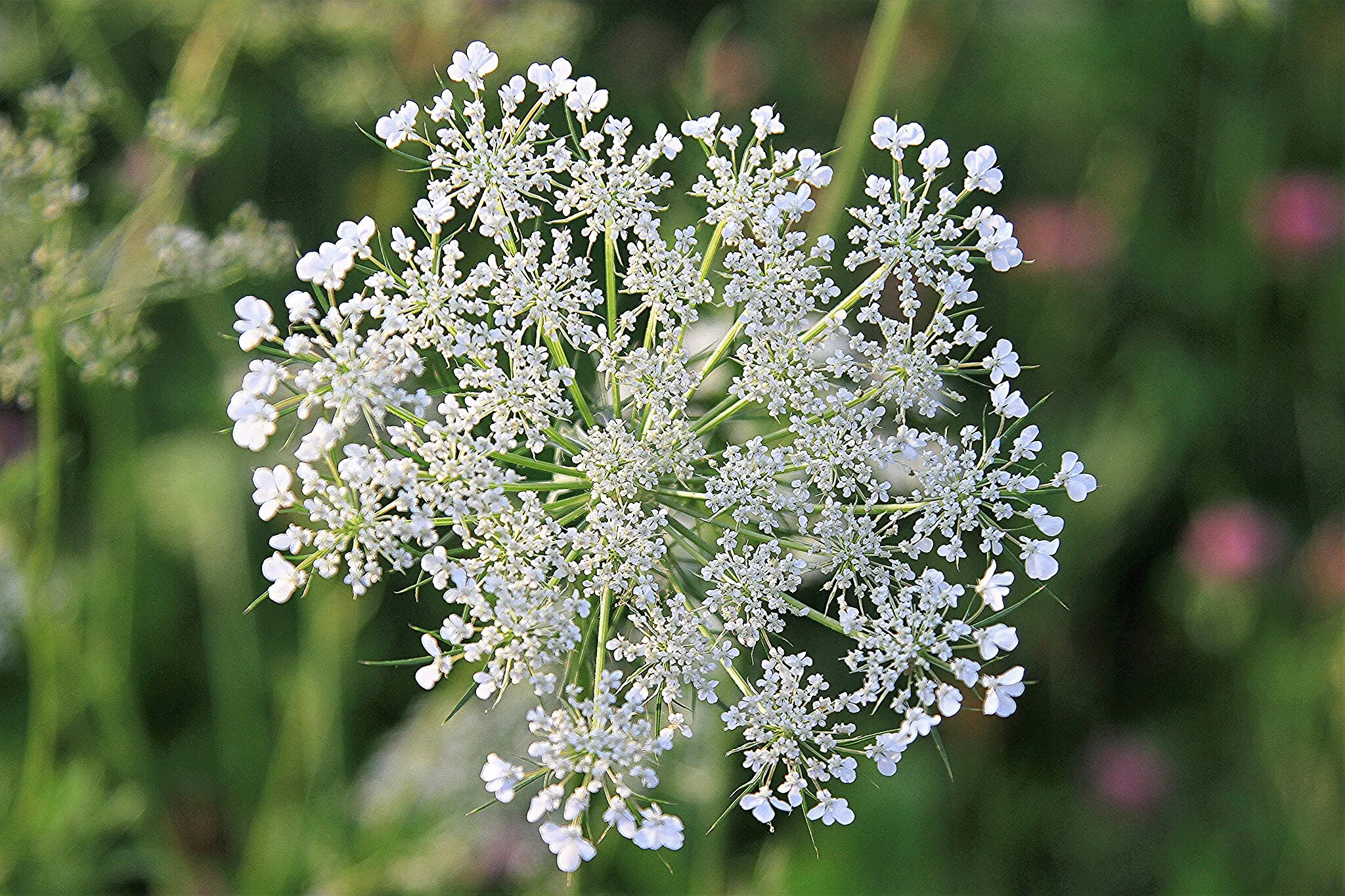 Photo showing: Wild Flower Slovenia