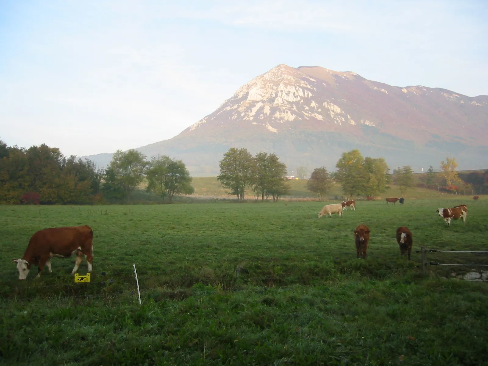 Photo showing: Cows & Mt. Nanos

Mt. Nanos is a mountain biker's mecca.