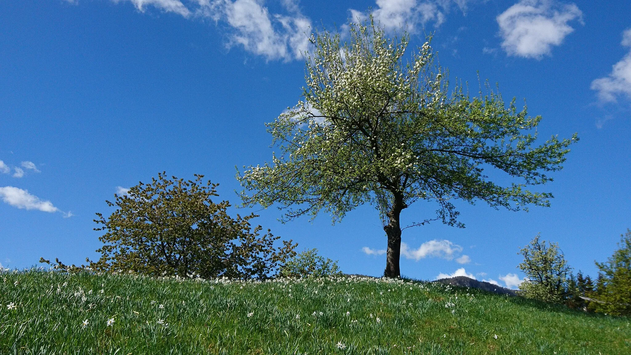 Photo showing: Dafodills near Plavški Rovt near Jesenice in Slovenia