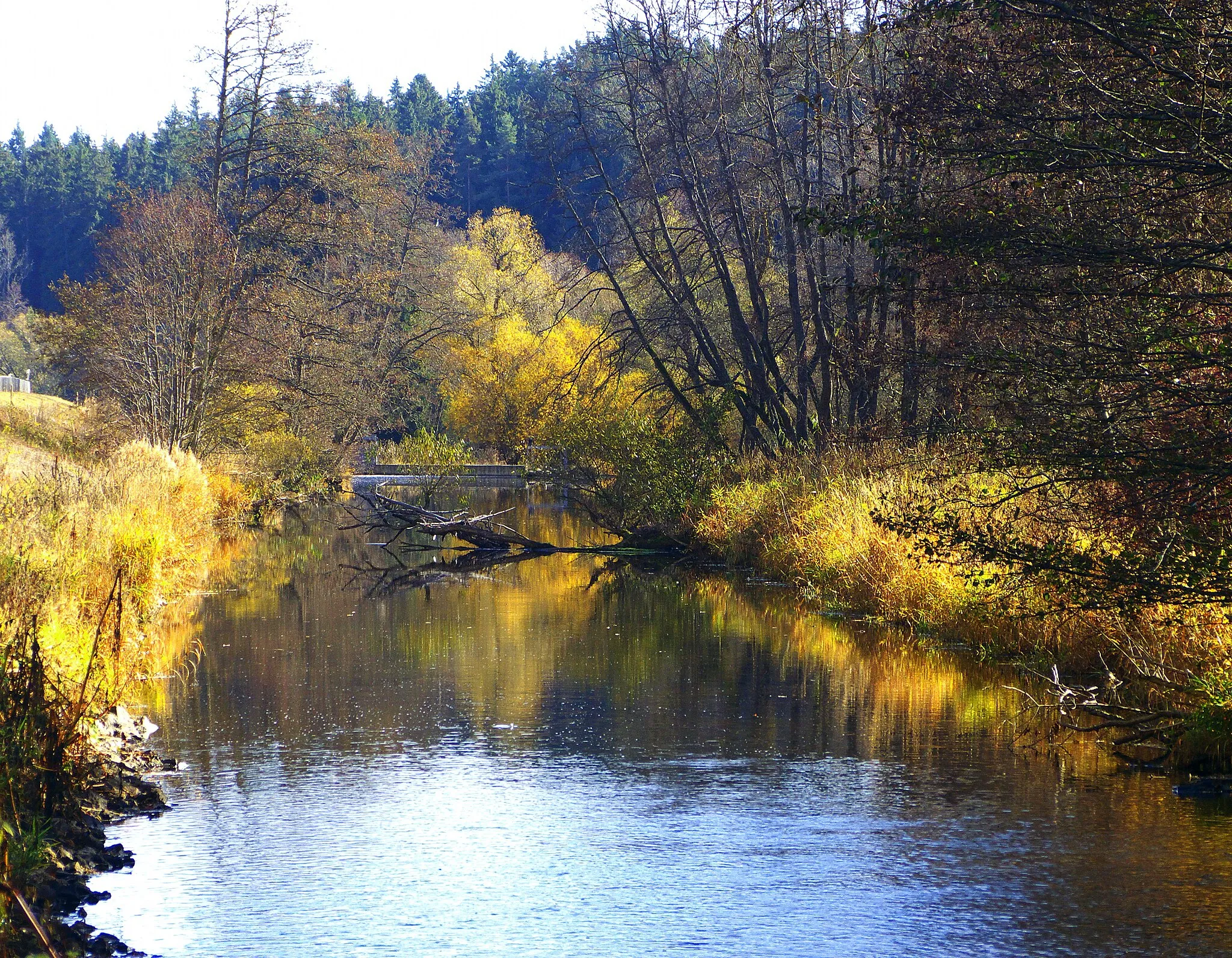 Photo showing: Beaver