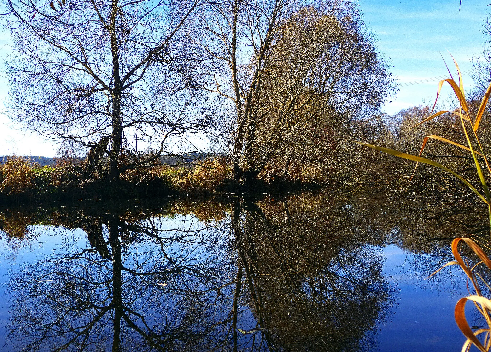 Photo showing: Beaver