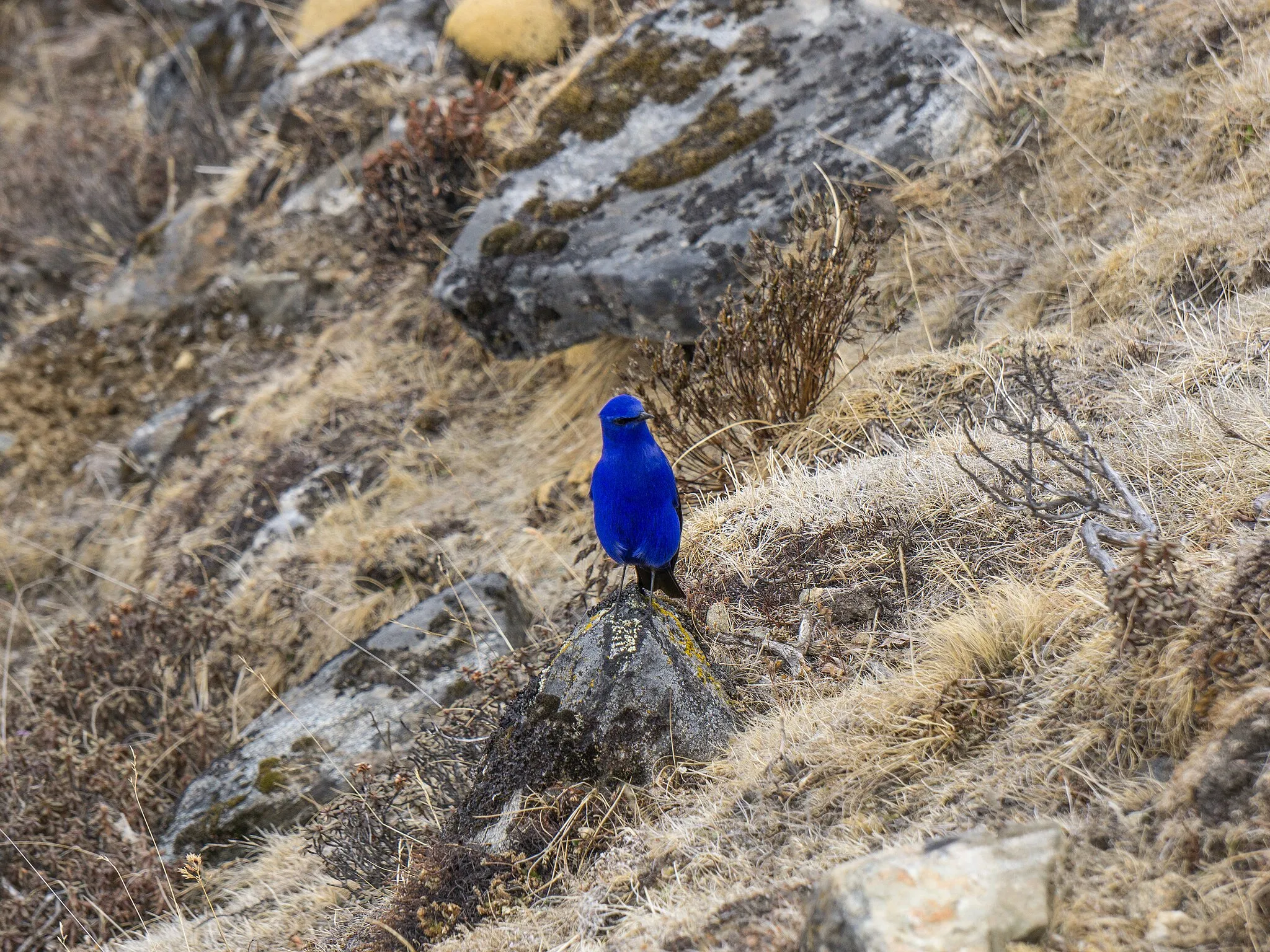 Photo showing: Grandala coelicolor em tundra alpina perto de Zonghla, Sagarmatha National Park