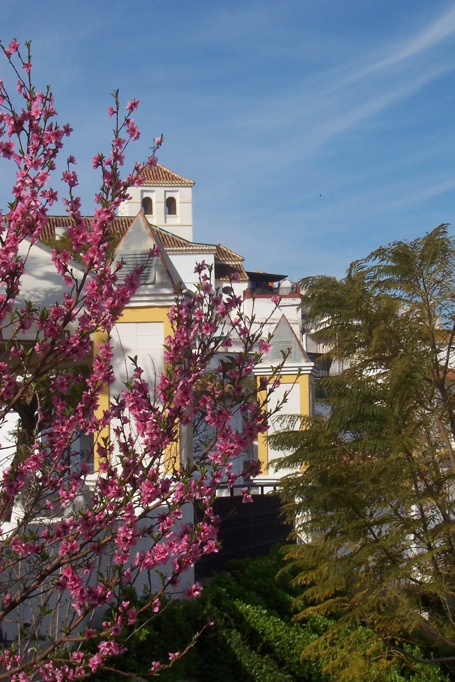 Photo showing: Vista de paisaje con flores en Iznate, Málaga, España.