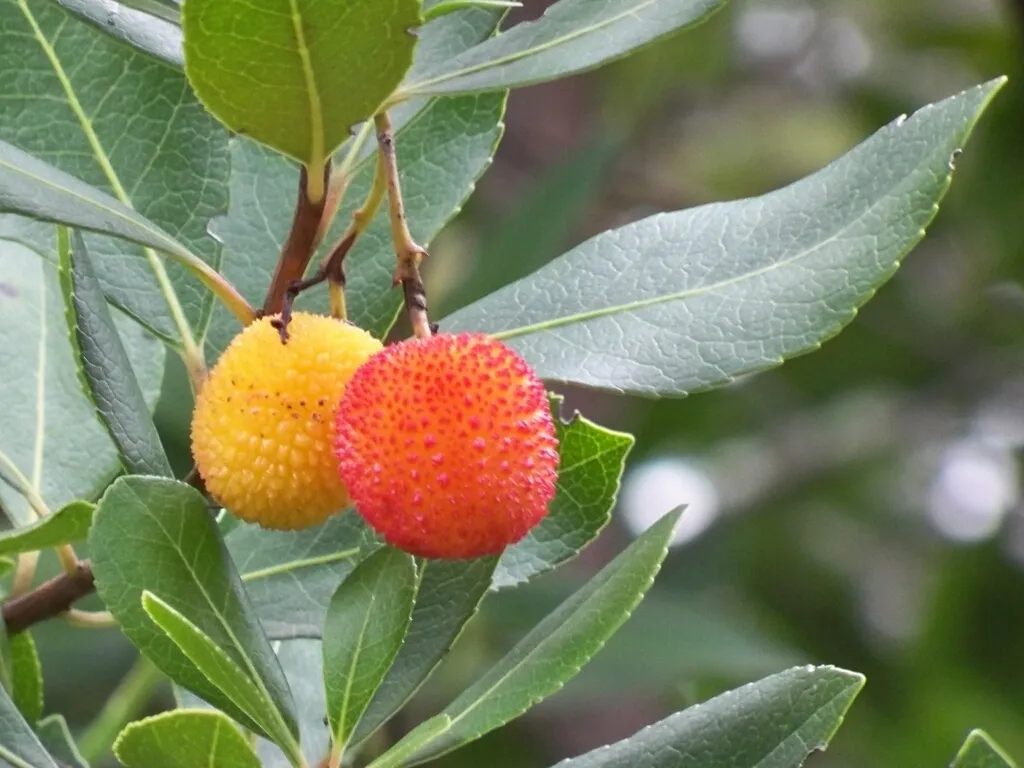 Photo showing: Fruits of strawberry tree (Arbutus unedo).