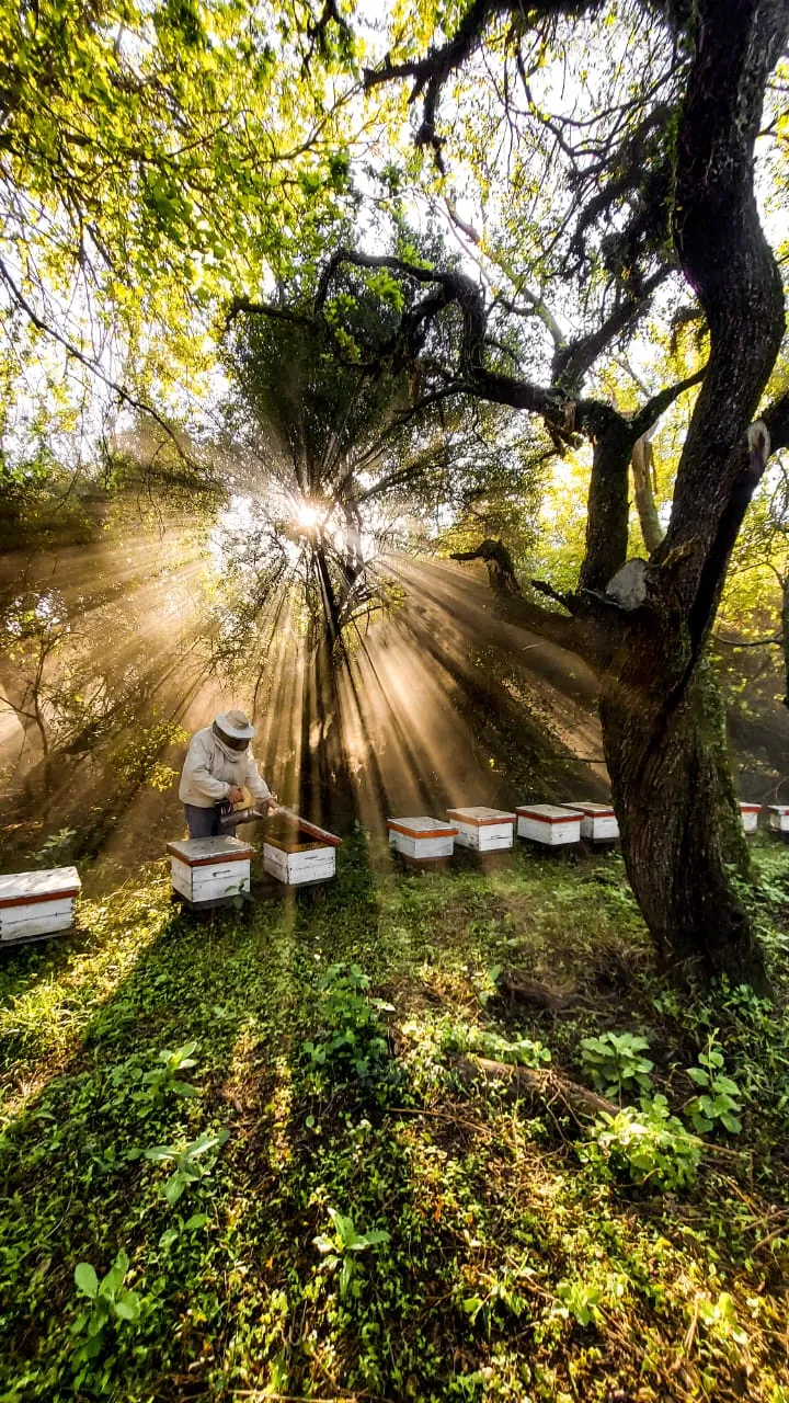 Photo showing: Trabajo de apicultura en Malabrigo - Santa Fe