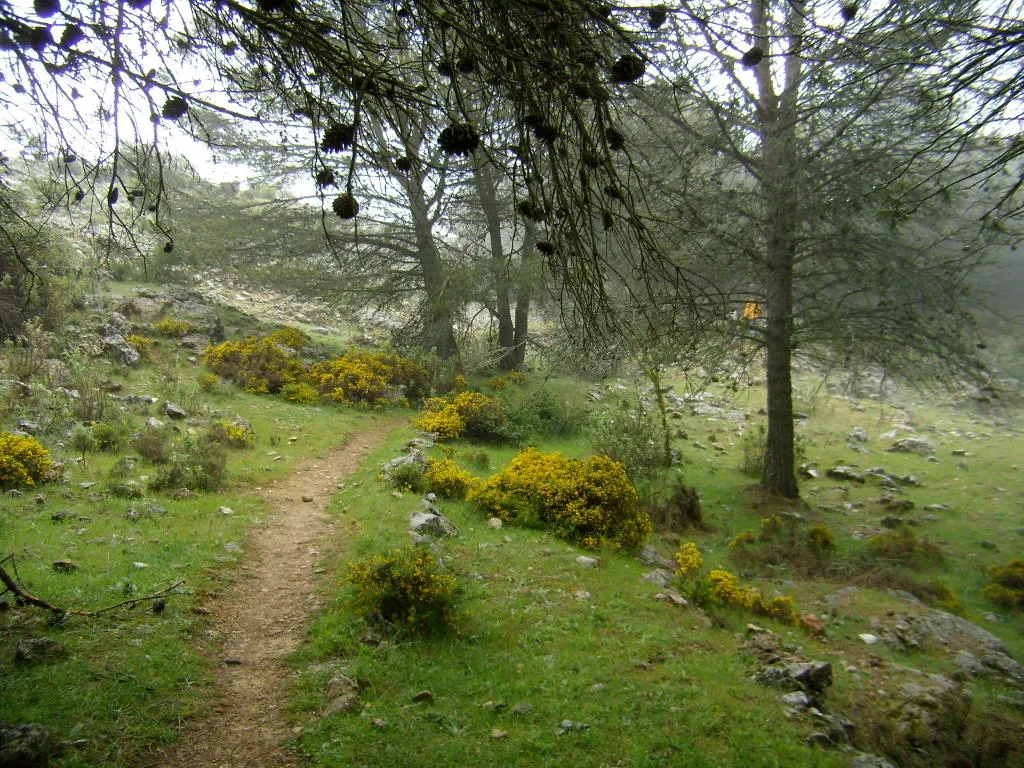 Photo showing: Pinar en Alfarnate, España.