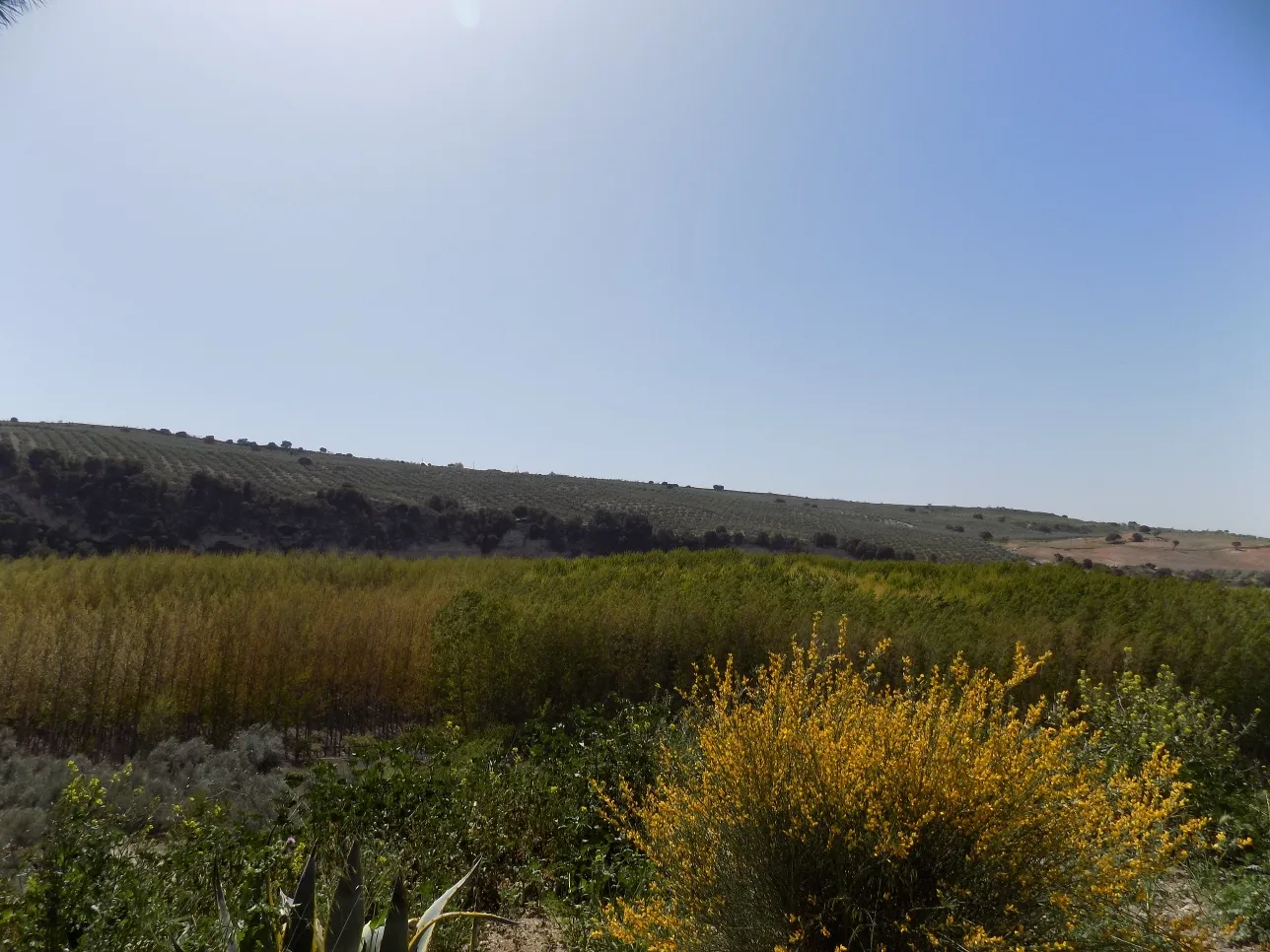 Photo showing: Vista parcial de la vega de El Turro.