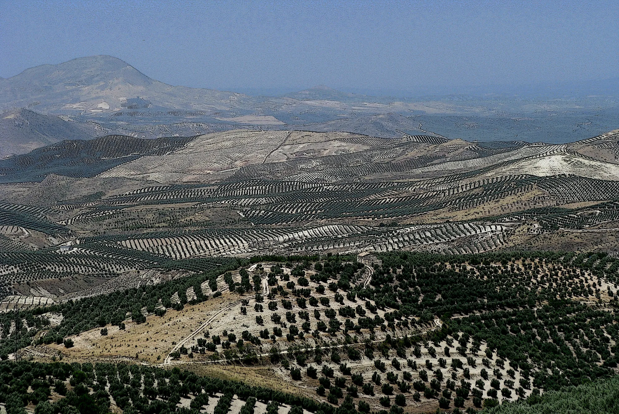 Photo showing: the Endless Olive Orchards of Jaen
