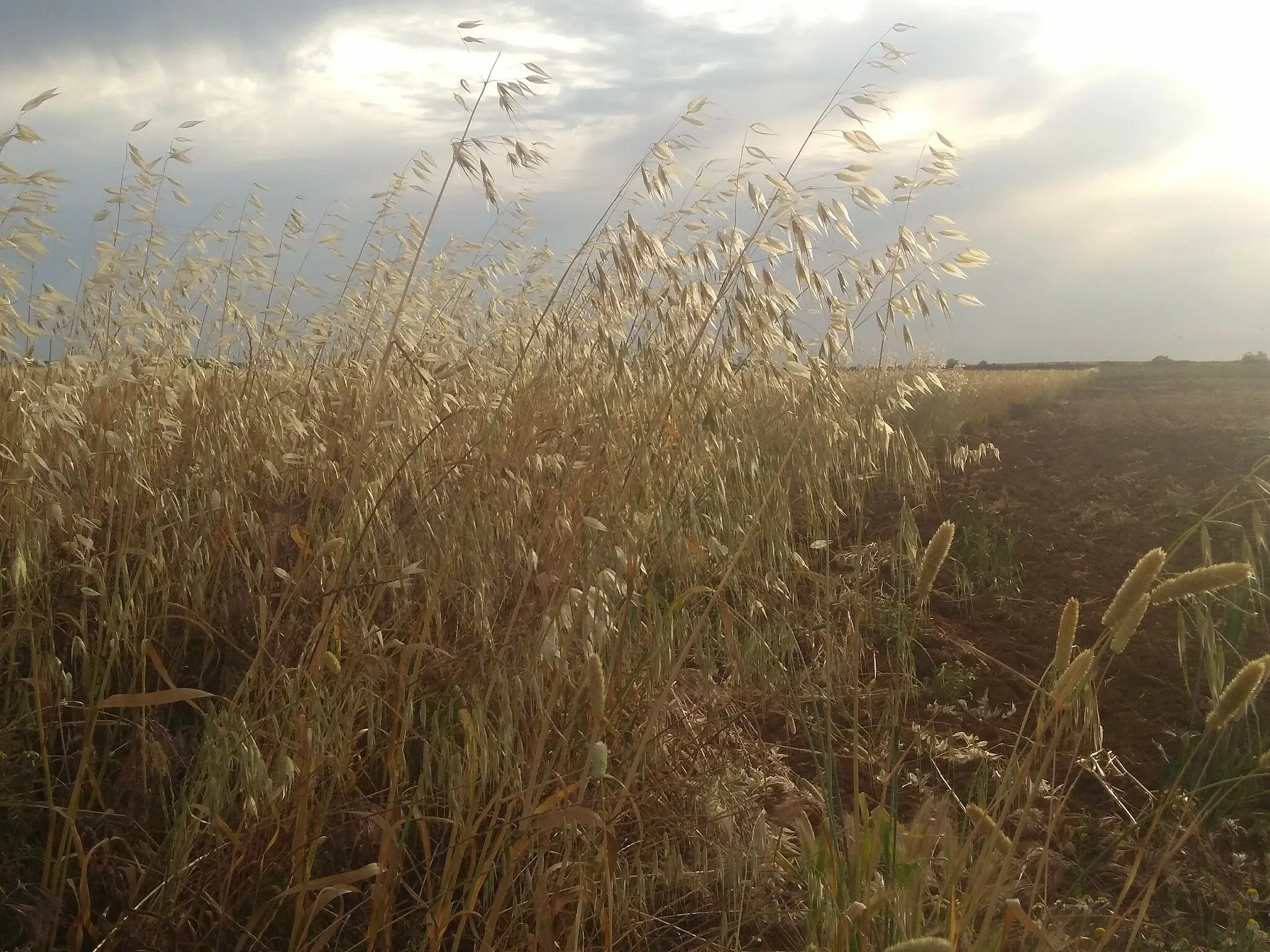 Photo showing: This is a photography of a Special Area of Conservation in Spain with the ID: