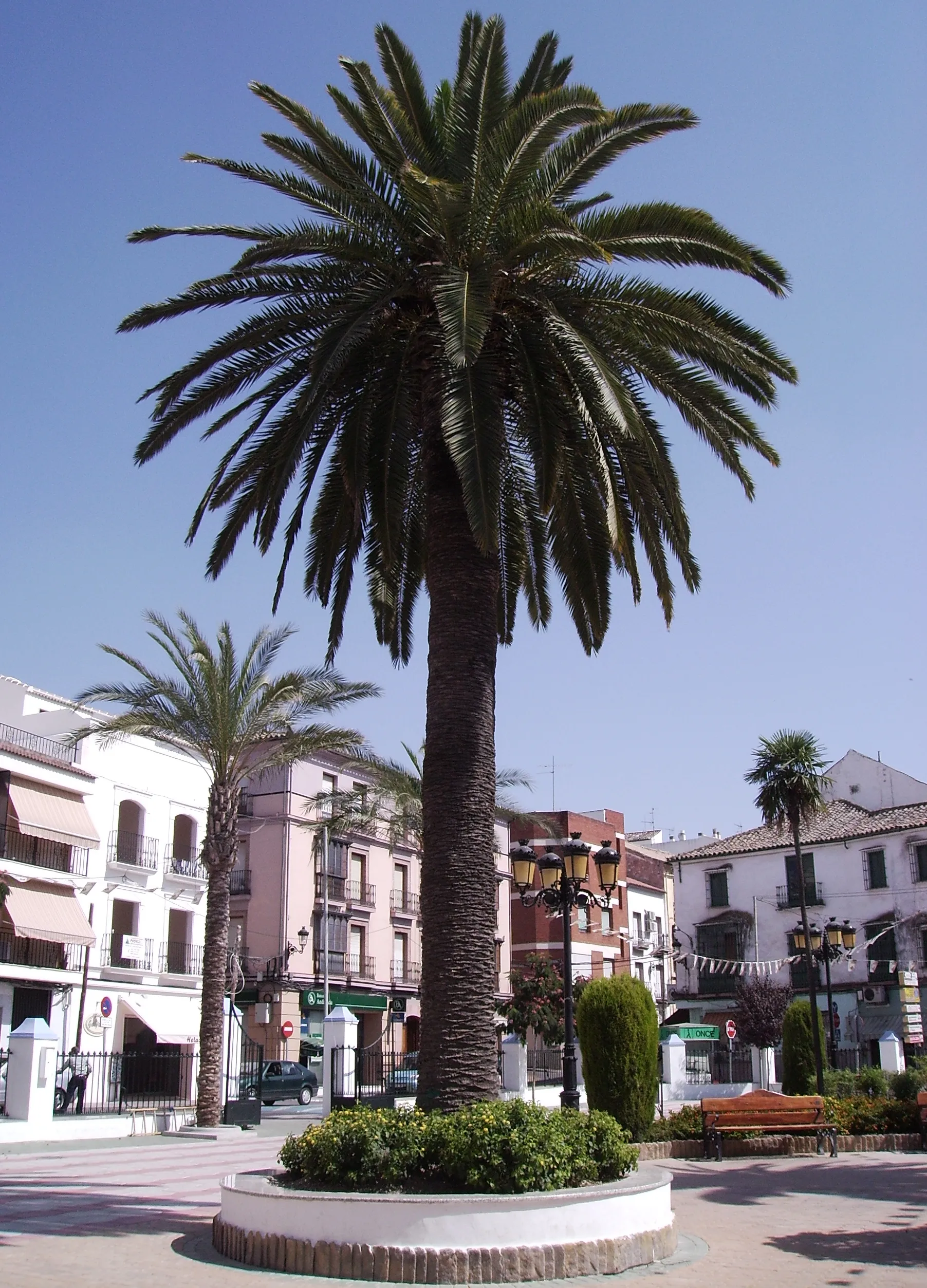 Photo showing: Palmera de Rute