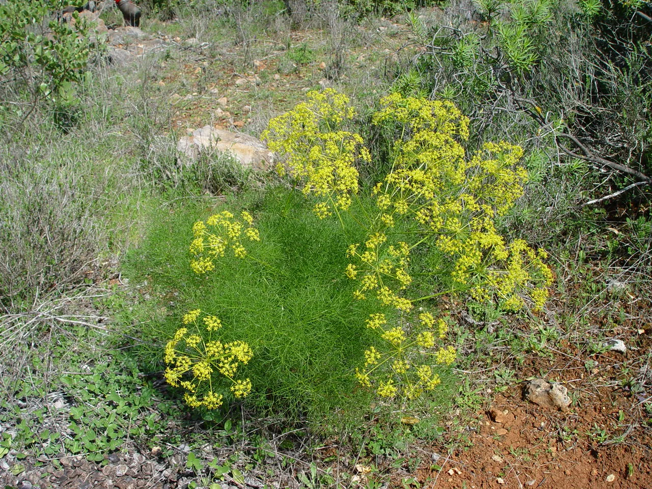 Photo showing: Foeniculum vulgare