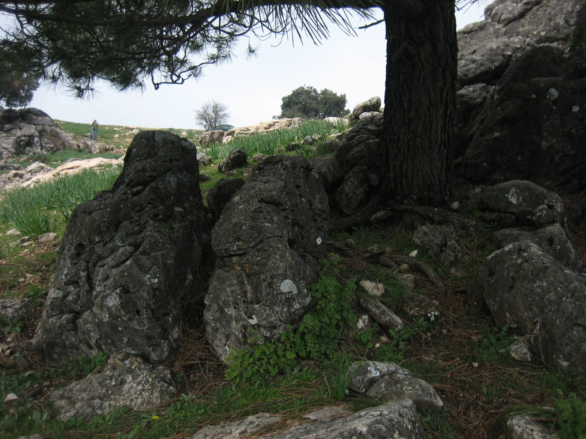 Photo showing: Pino en Puerto Palomas