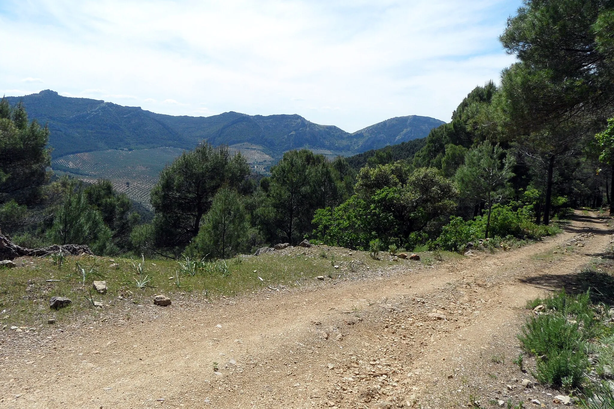 Photo showing: Piste Collado Zamora – Puerto Tiscar zwischen den Bächen Río Bejar und Arroyo de la Cueva de Jaén, Teil des Wanderweges GR-247 Bosques del sur, der obere Teil ist mit einem stabilen Fahrrad auch beladen befahrbar.