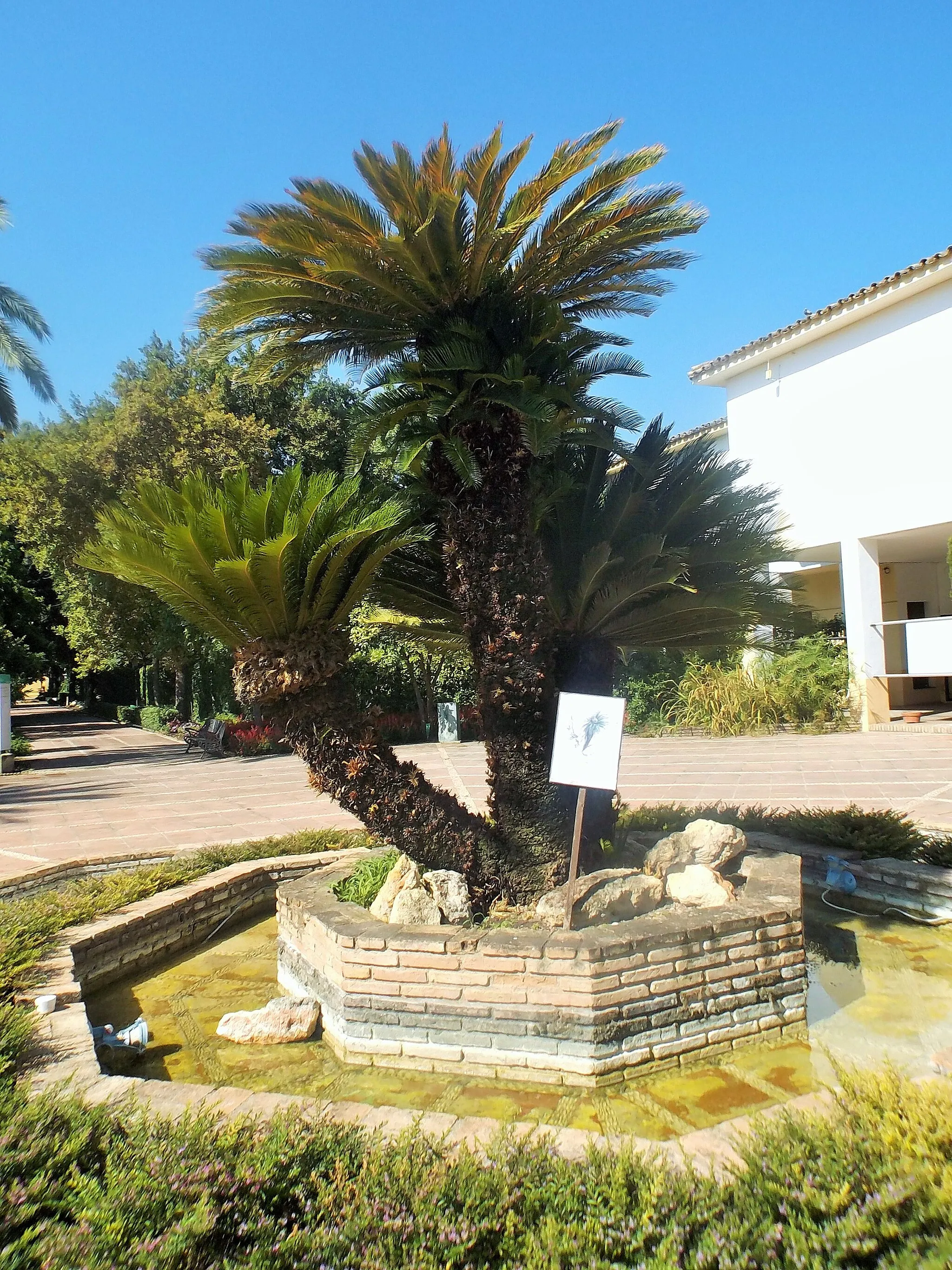 Photo showing: Plaza Elena Morelo (plaza central) del Jardín Botánico de Córdoba. En el centro de la plaza hay un ejemplar de Cycas revoluta que tiene aproximadamente 250 años. Julio 2016.