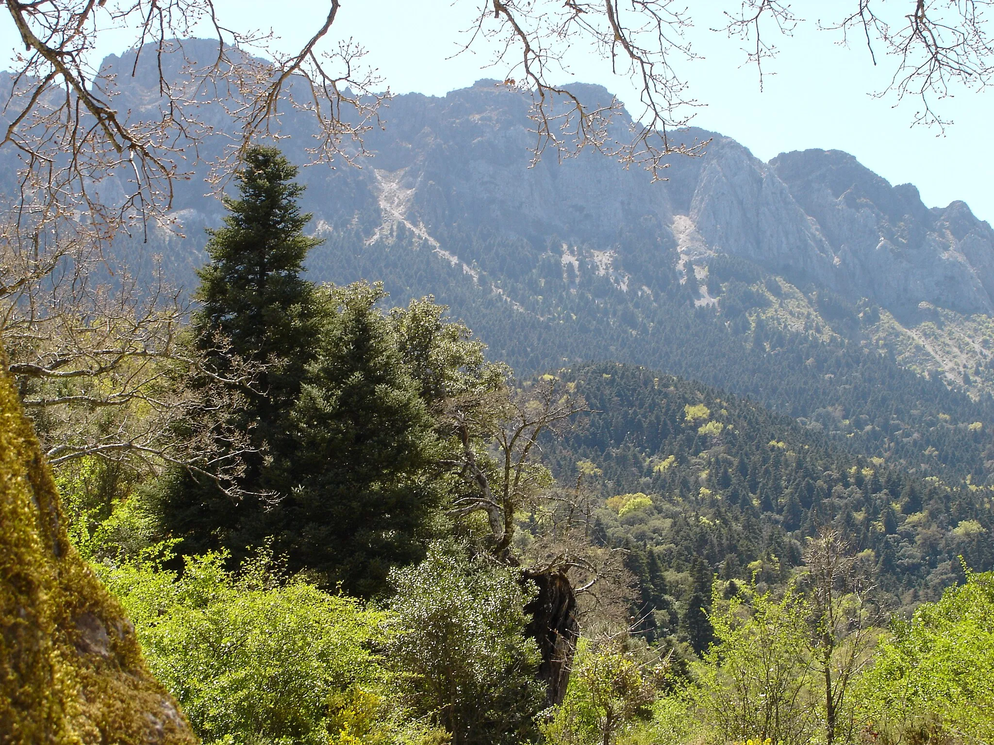 Photo showing: Sierra del  Pinar o Pinsapar de Grazalema, (Cádiz), España