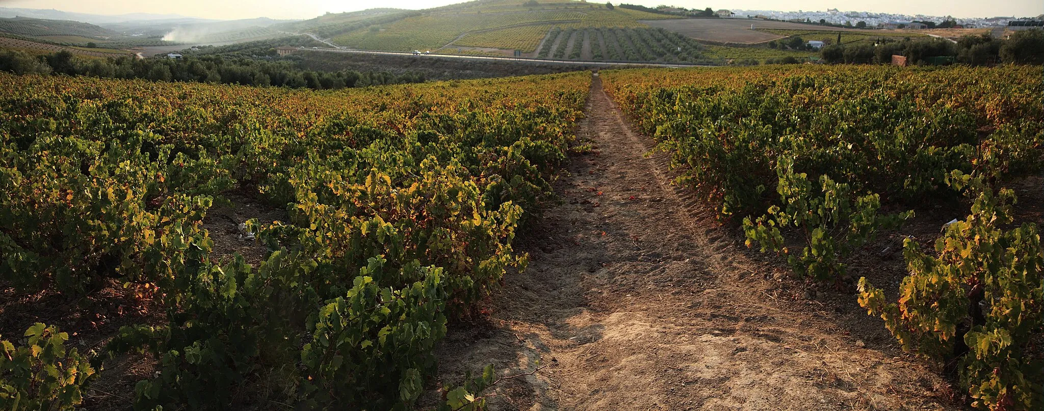 Photo showing: Vinyard in Montilla