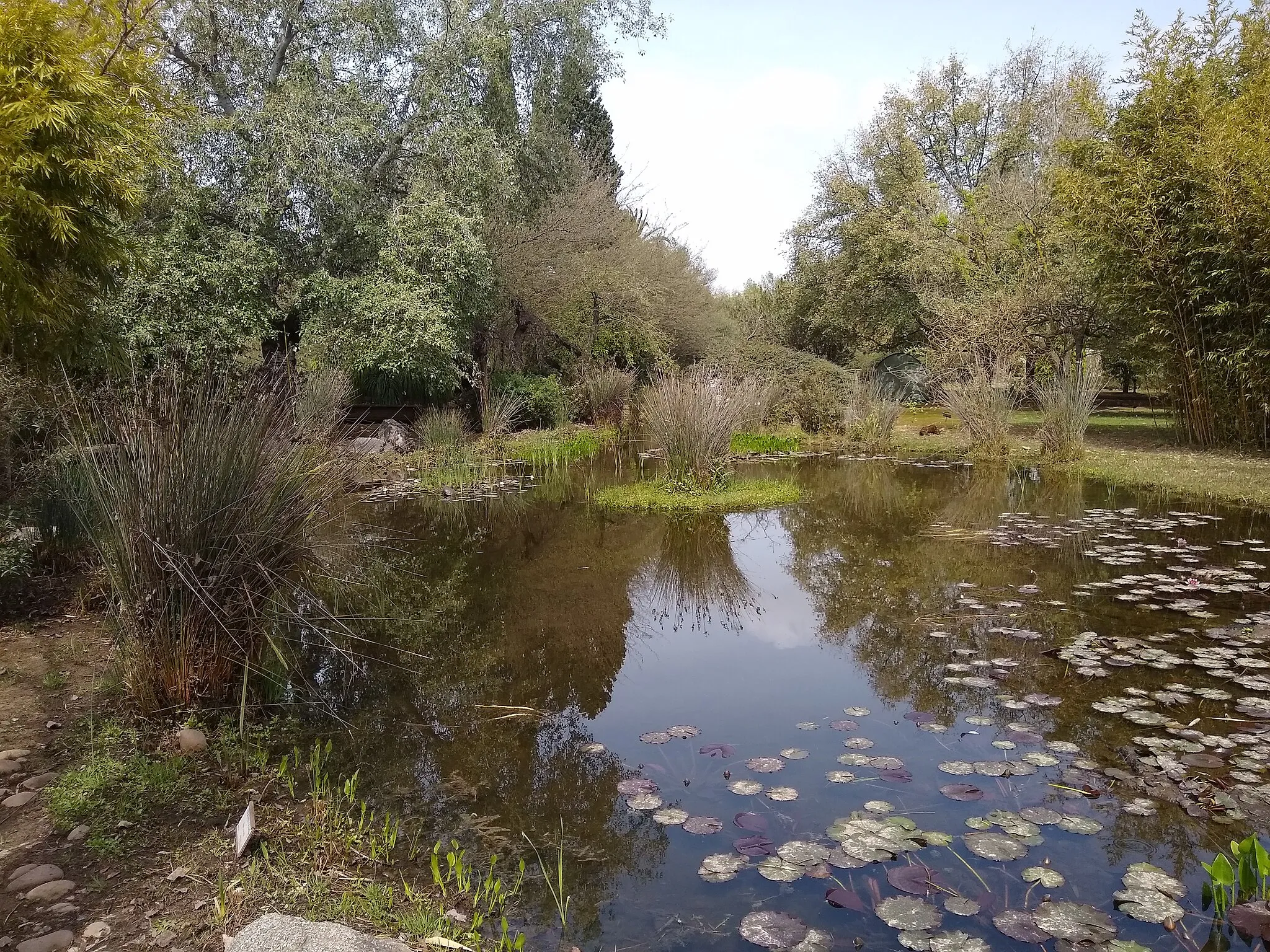 Photo showing: El Arboreto de El Carambolo. Camas, provincia de Sevilla, Andalucía, España.